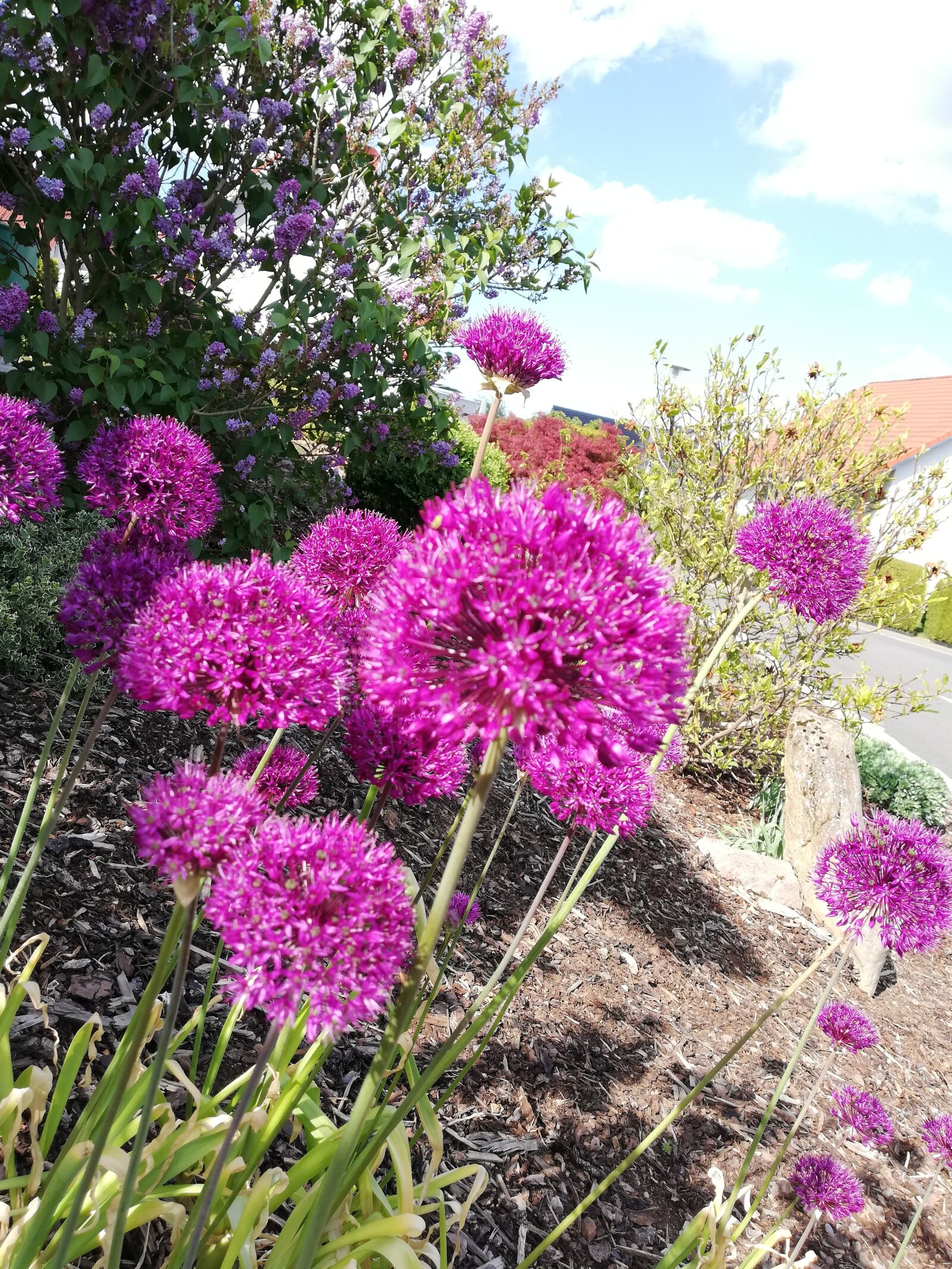HUAWEI P20 lite sample photo. Fr hling, bl te photography