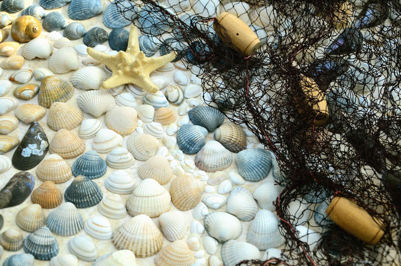 Nikon D5100 sample photo. Seashell, fishing net, sea photography