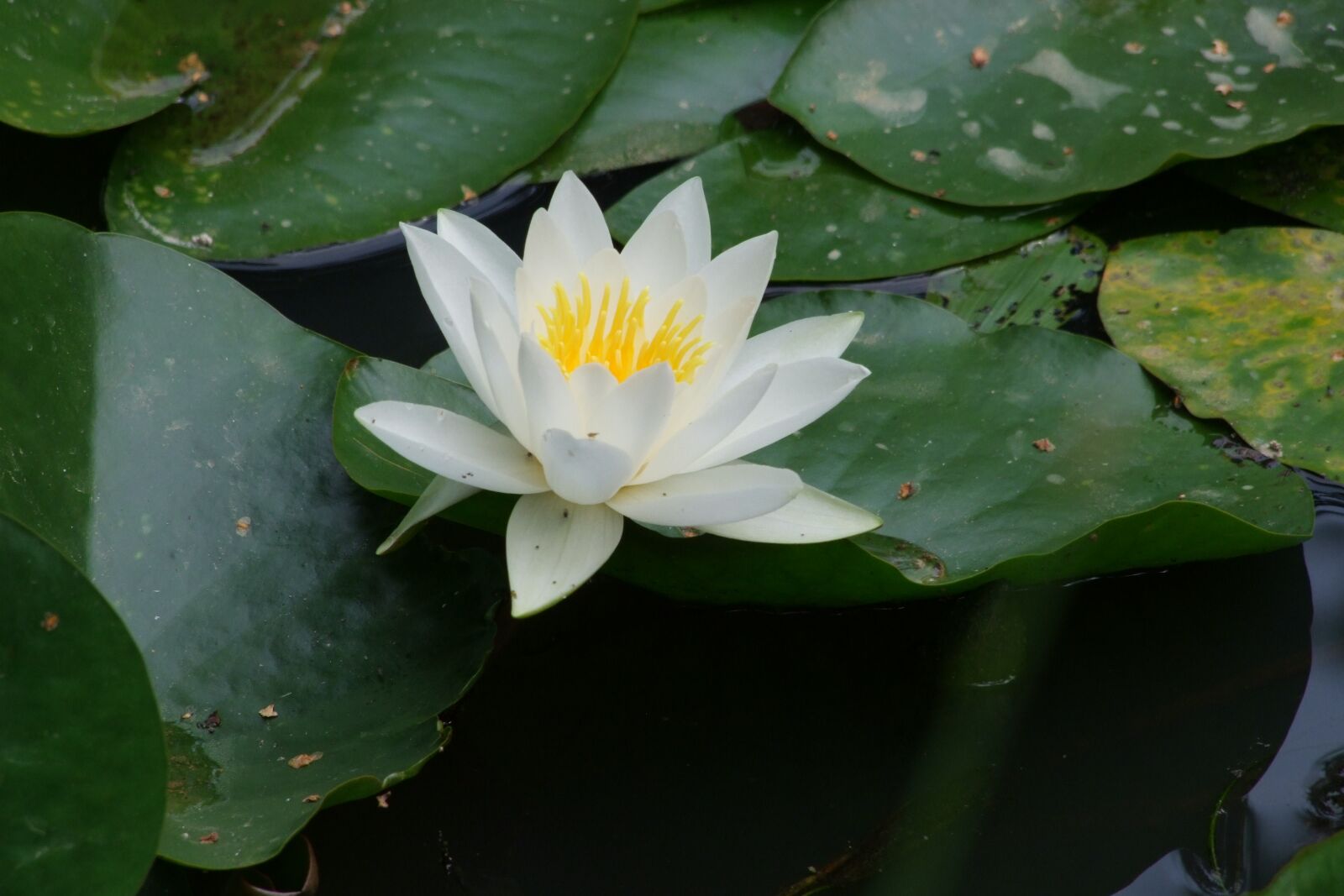 Fujifilm FinePix S100fs sample photo. Water lily, nuphar lutea photography