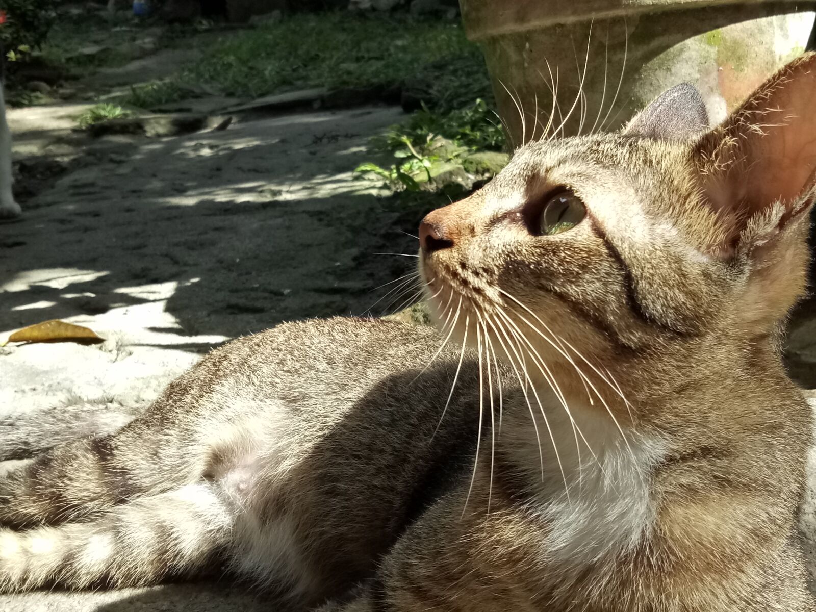 OPPO A1601 sample photo. Cat photography