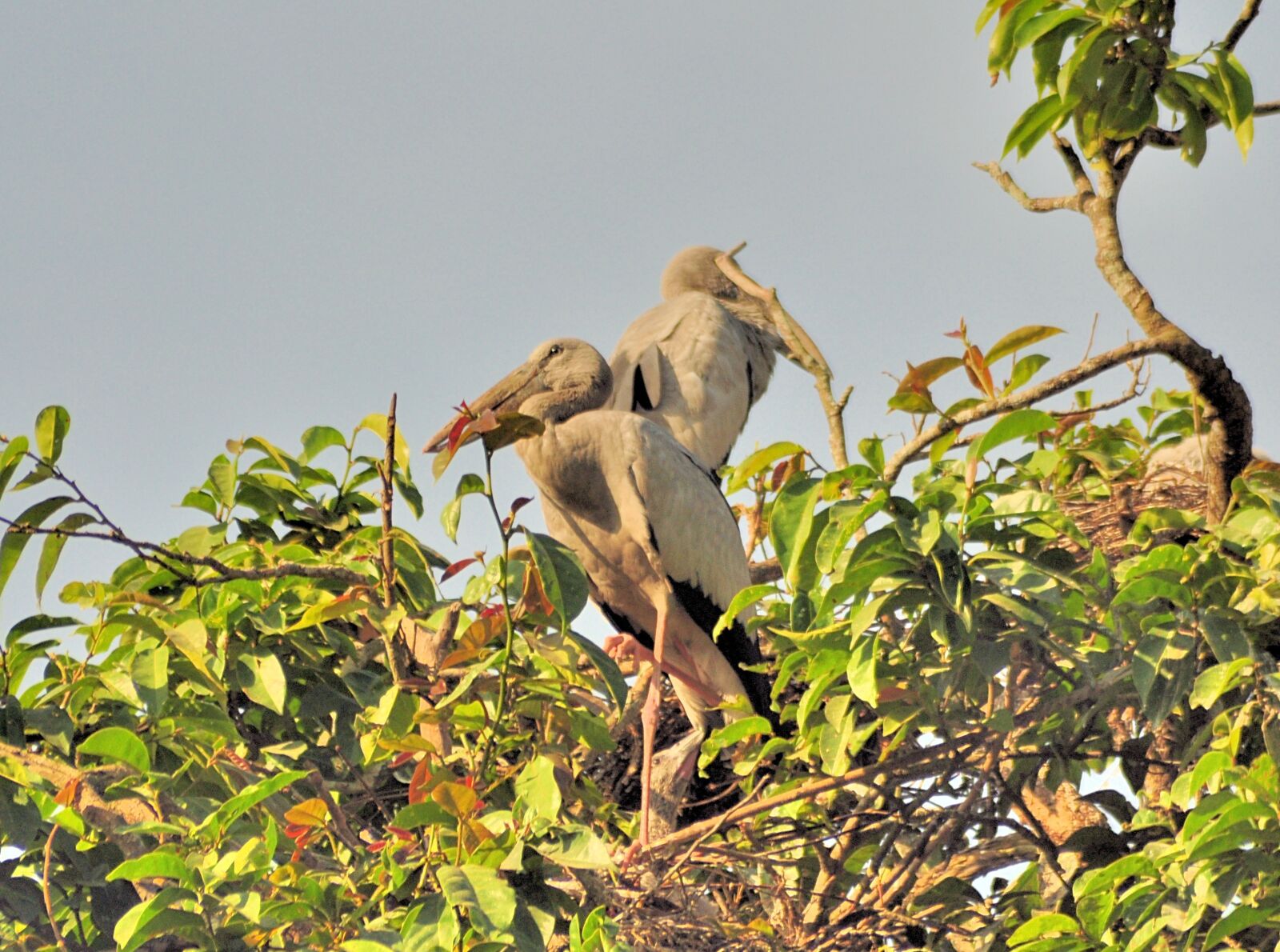 Nikon D90 sample photo. Birds, roosting, tree photography