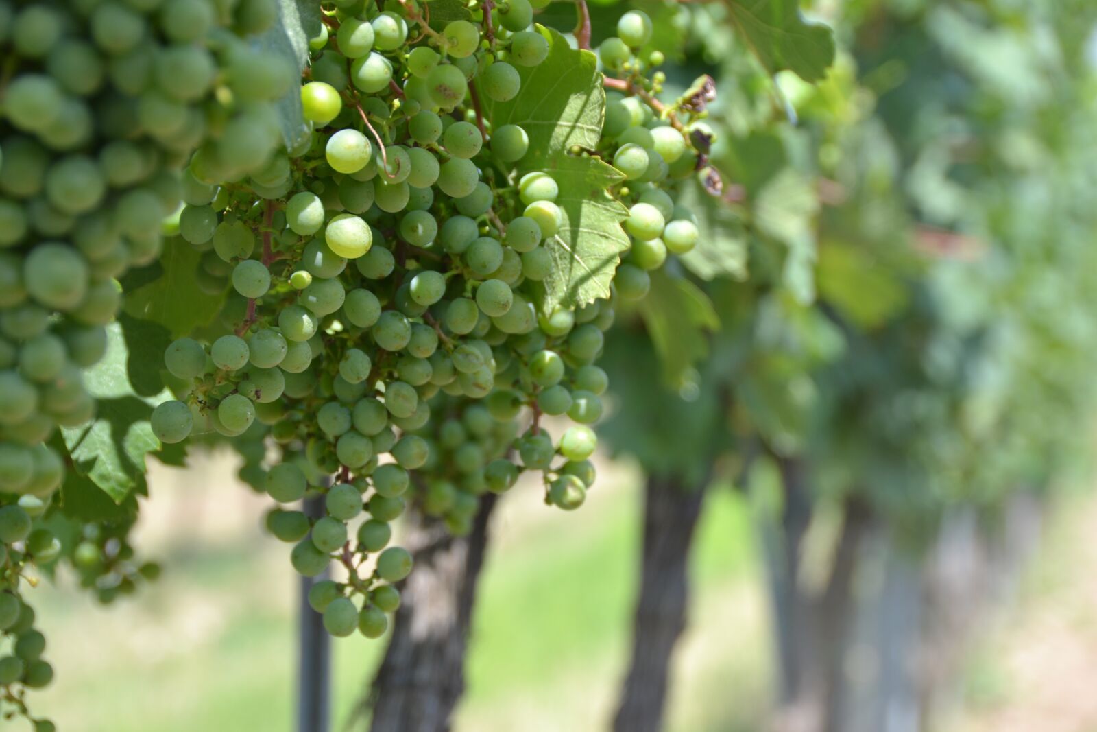 Nikon D3100 sample photo. Grape, vineyard, vine photography
