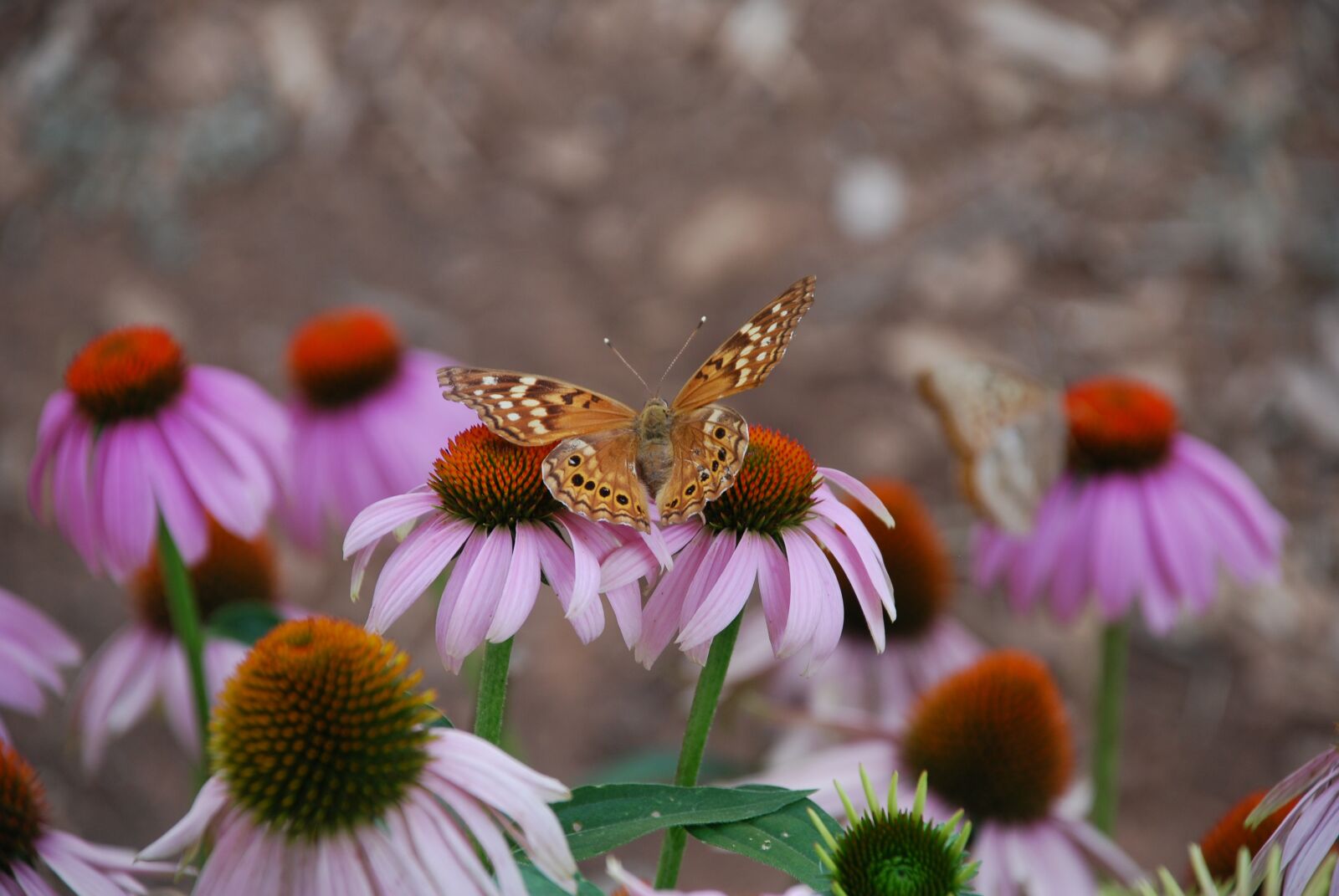 Nikon D80 sample photo. Butterfly, nature, flower photography