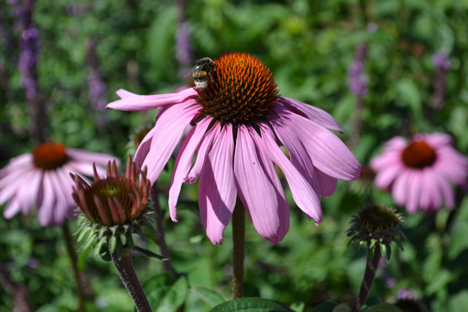 Nikon D3100 sample photo. Echinacea, flower, coneflower photography