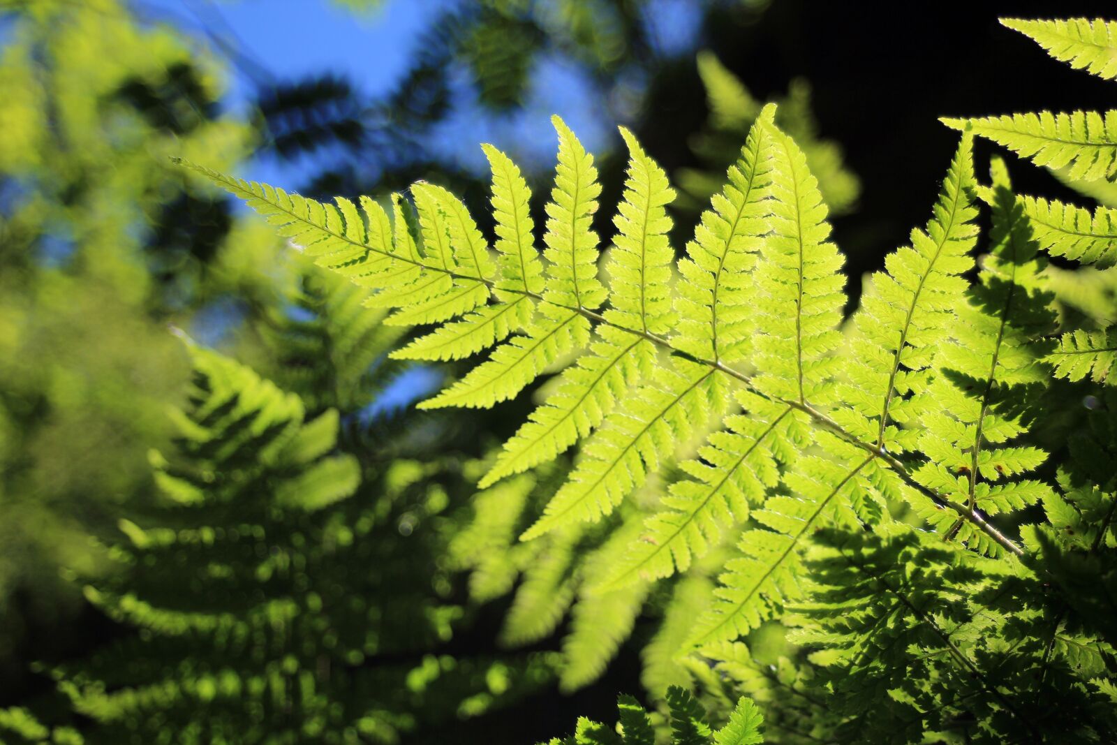 Canon EOS 600D (Rebel EOS T3i / EOS Kiss X5) + Canon EF 28-80mm f/3.5-5.6 sample photo. Fern, green, backlighting photography
