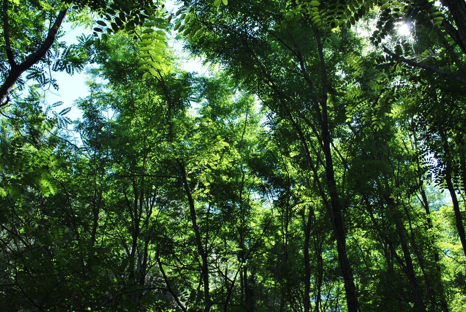 Nikon D3000 sample photo. Landscape, trees, mountain landscape photography