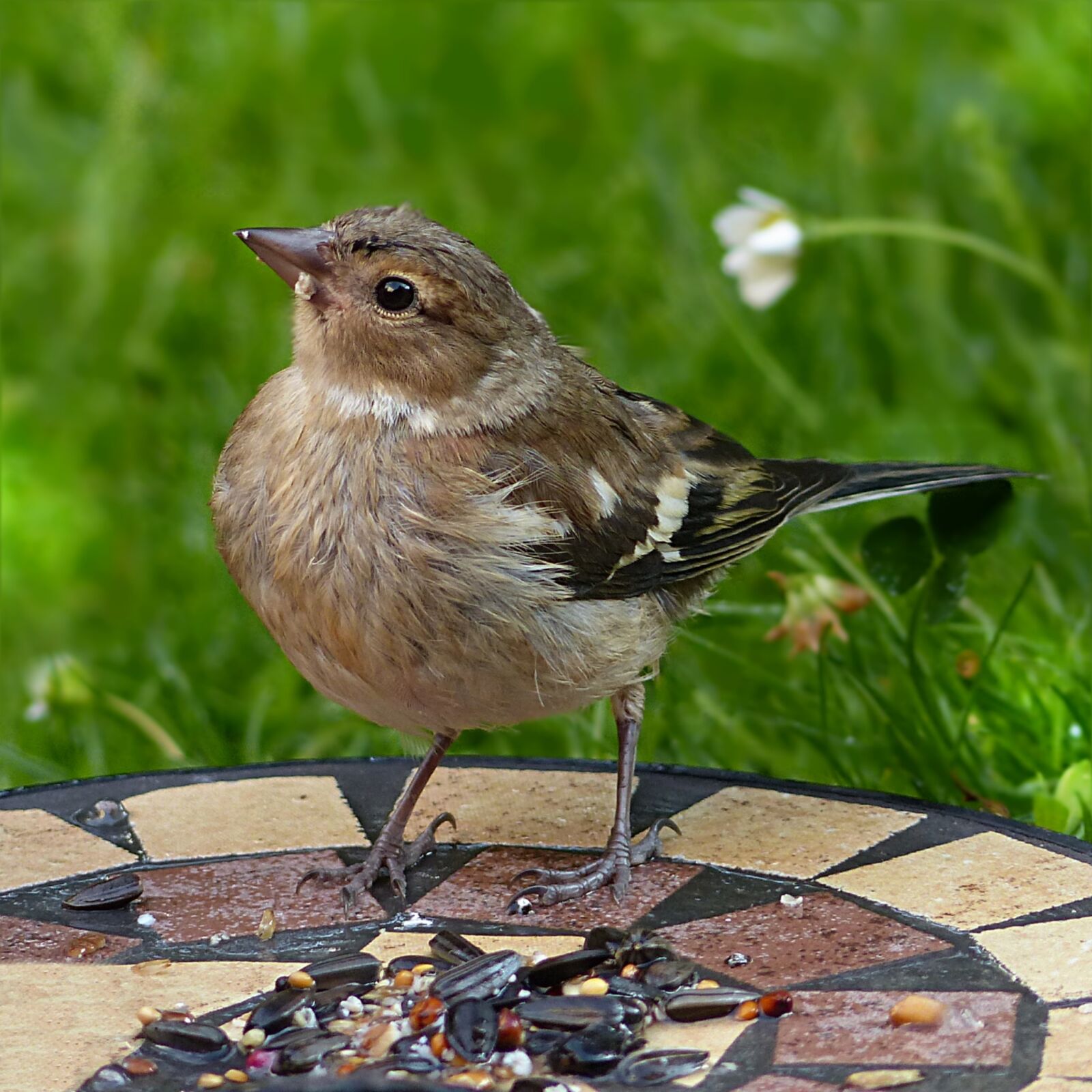 Panasonic Lumix DMC-FZ200 sample photo. Chaffinch, fringilla coelebs, bird photography