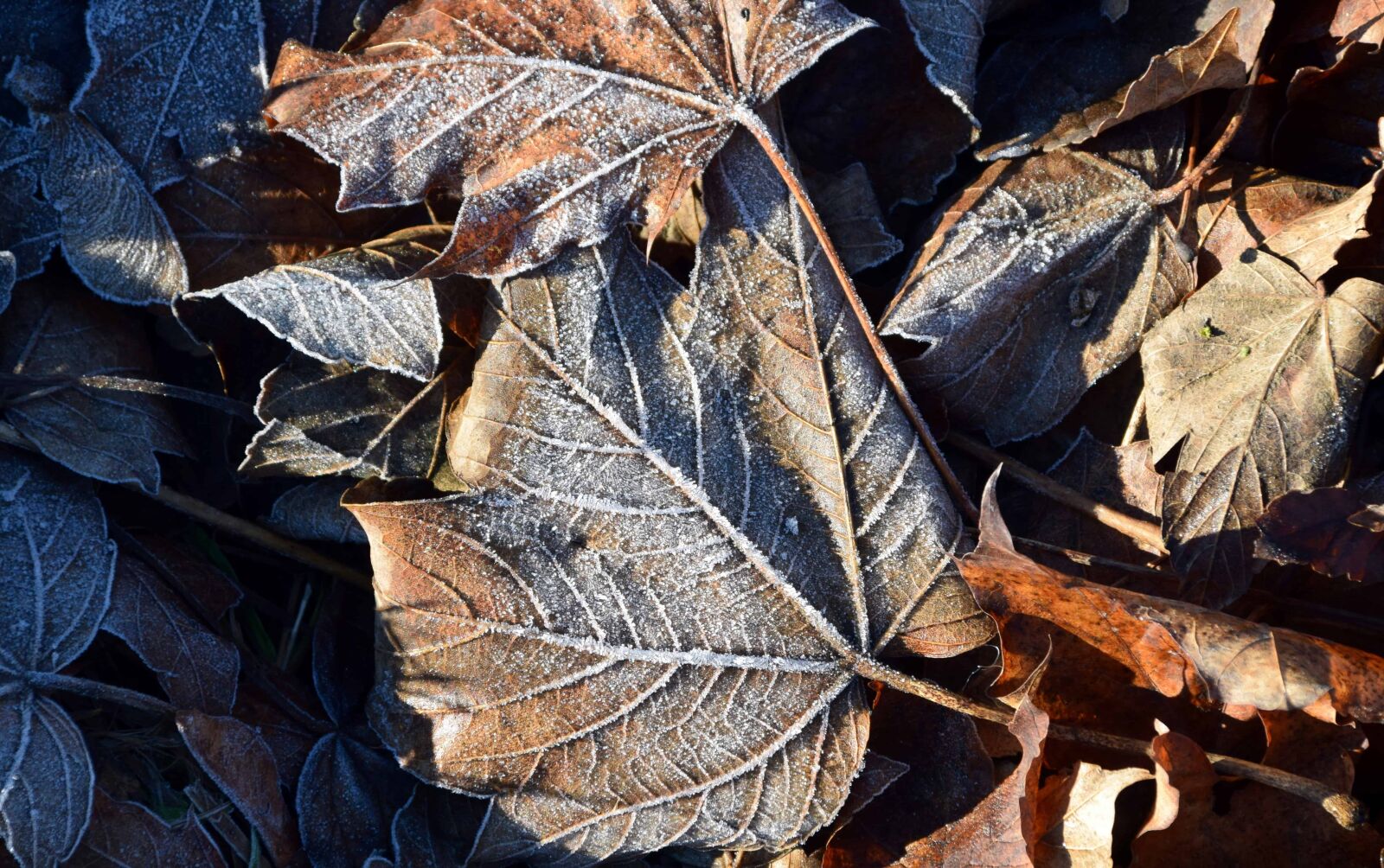 Nikon D3300 sample photo. Nature, leaf, wood, flora photography