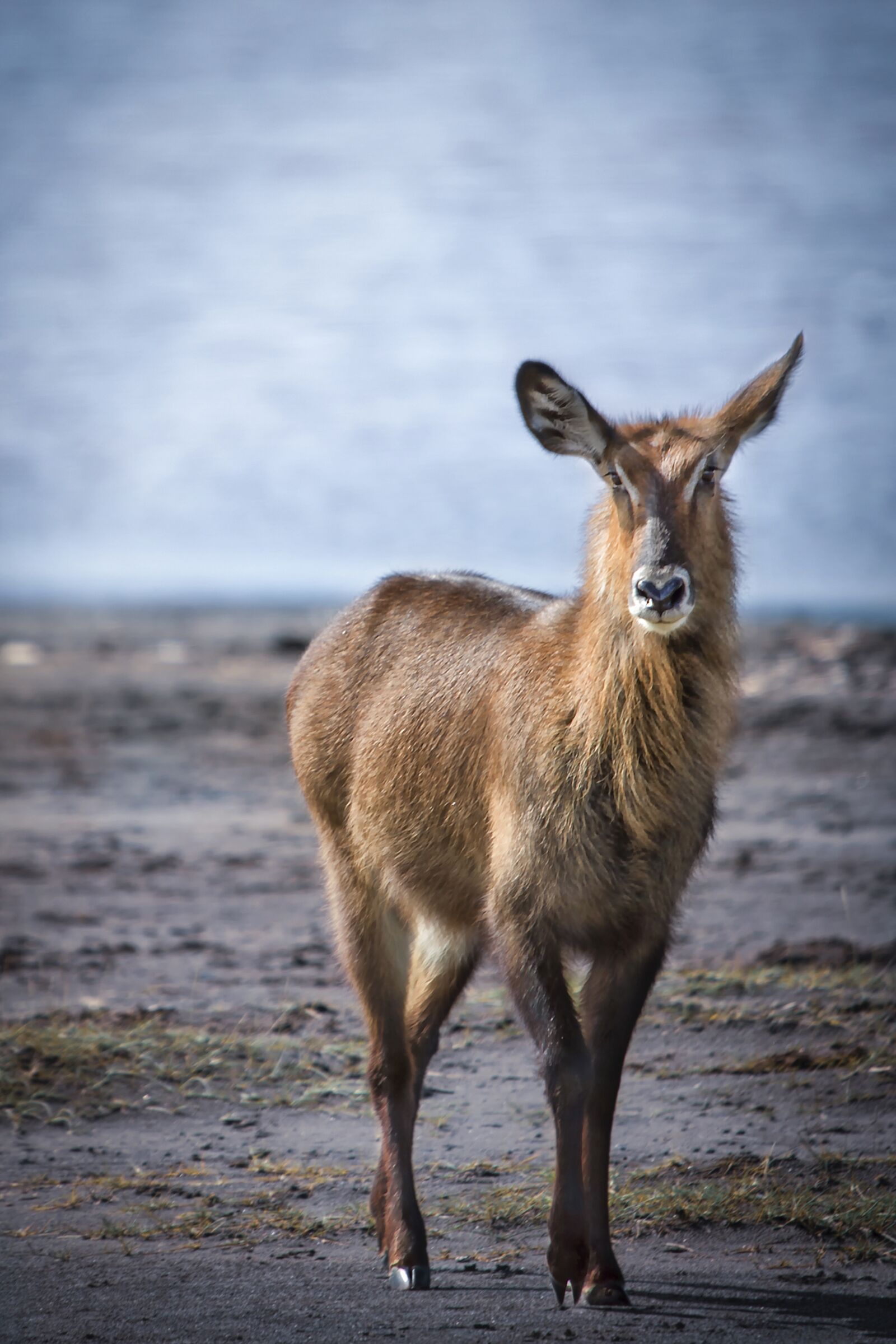 Nikon D3S sample photo. Animal, safari, wild photography
