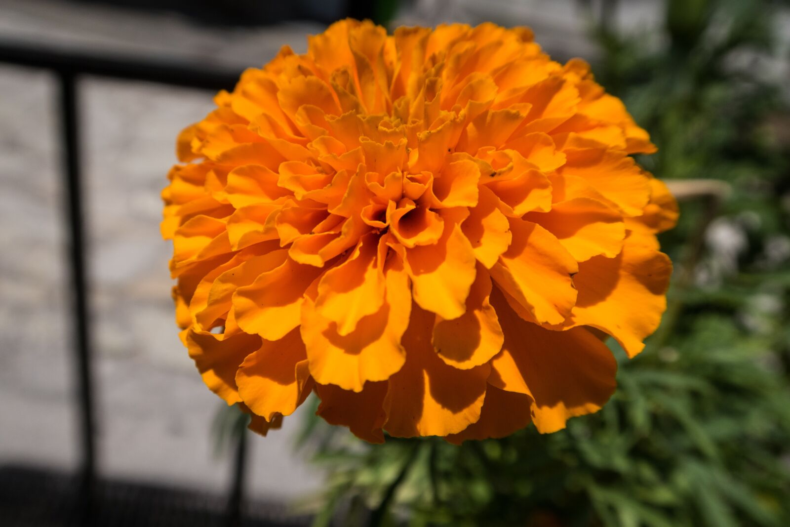 Canon PowerShot G7 X Mark II sample photo. Flower, yellow, summer photography