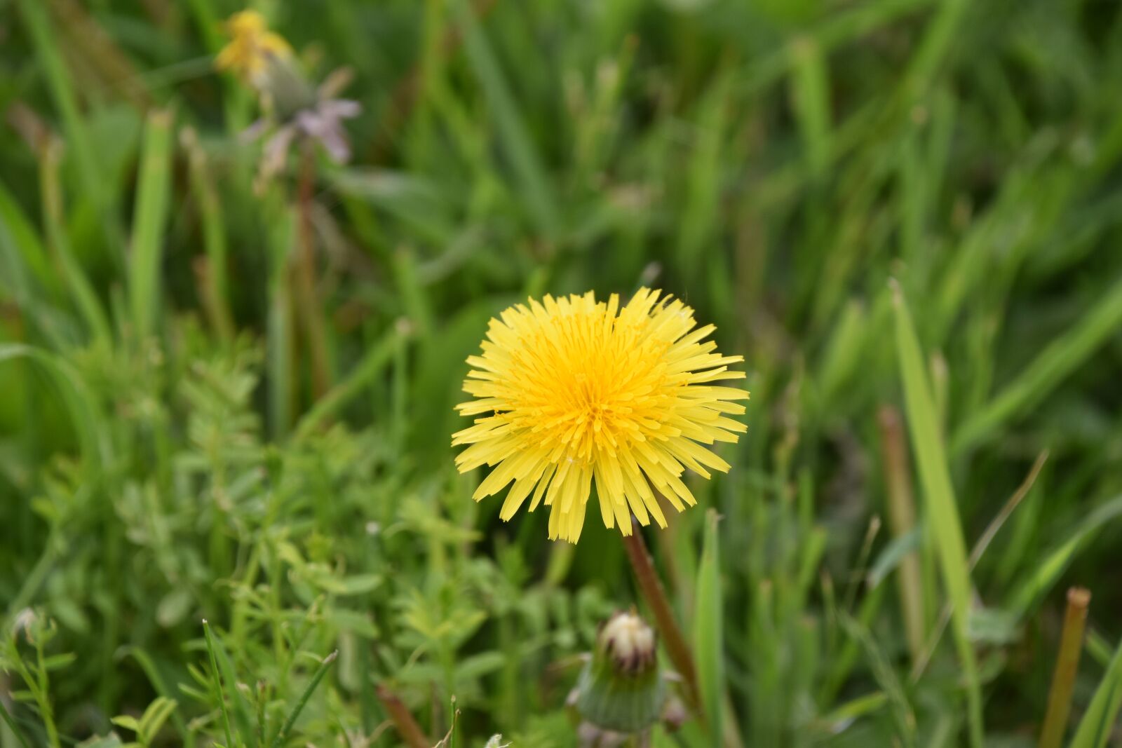 Nikon D5600 sample photo. Nature, lawn, plant photography
