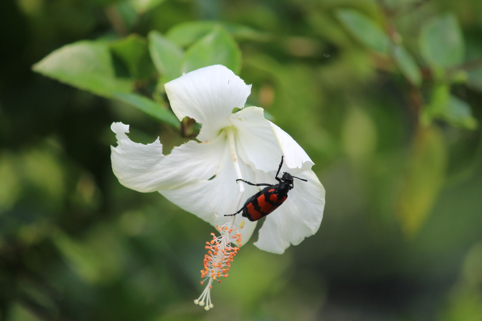 Canon EOS 1200D (EOS Rebel T5 / EOS Kiss X70 / EOS Hi) sample photo. Macro, photography, nature, white photography