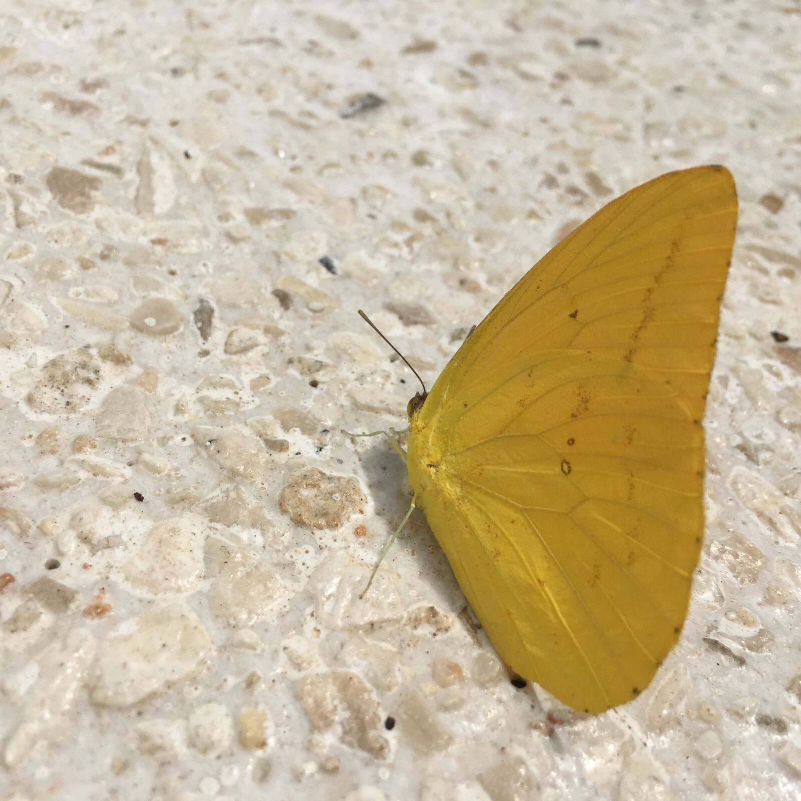 Apple iPhone 6s sample photo. Butterfly, yellow, insect photography