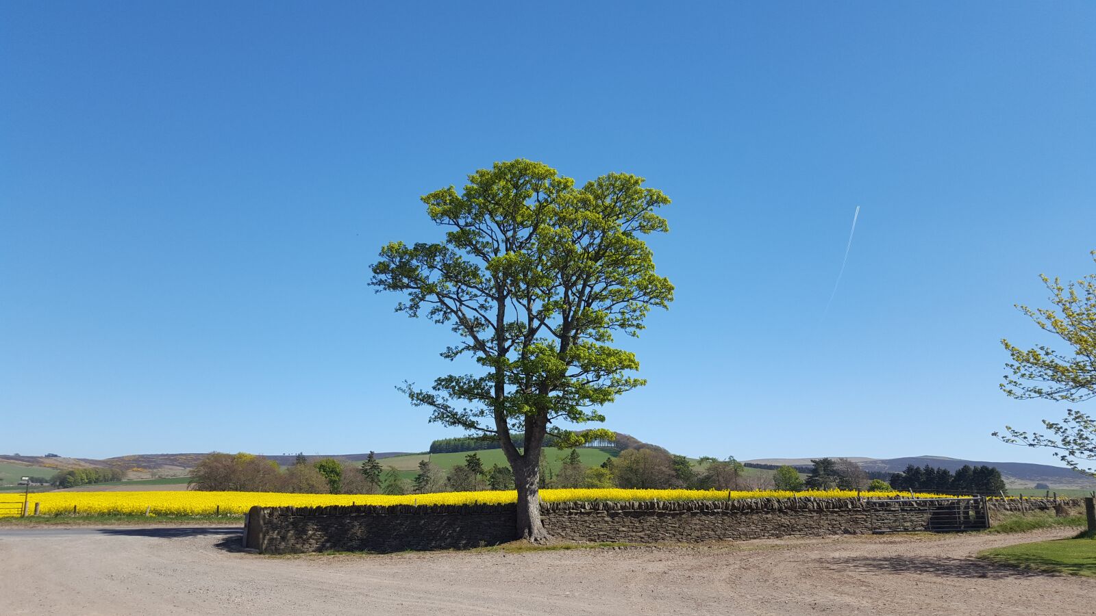 Samsung Galaxy S6 sample photo. Landscape, tree, nature photography