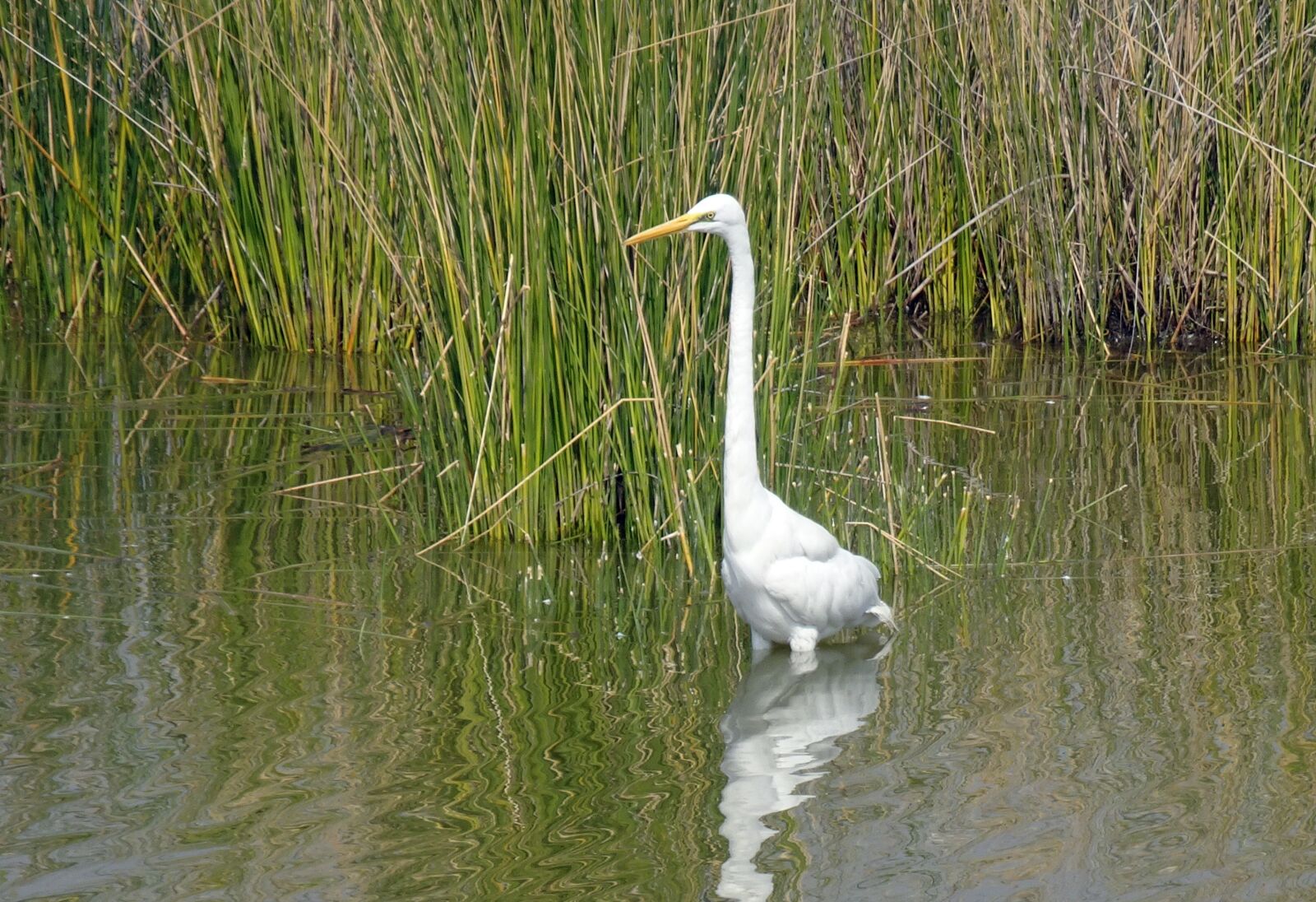 Sony Cyber-shot DSC-HX90V sample photo. Great egret, ardea alba photography