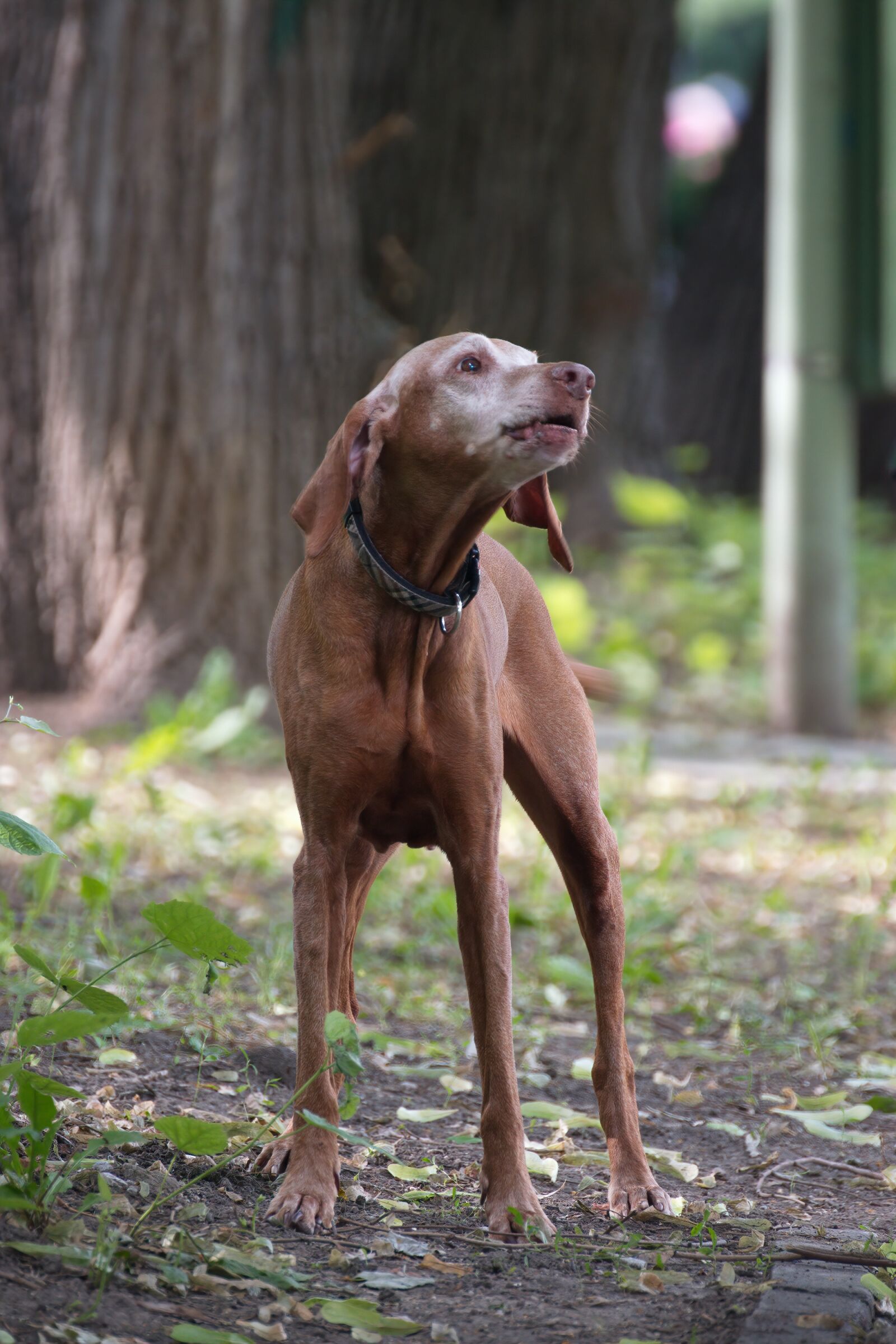 Nikon D5300 sample photo. Dog, pet, domestic photography