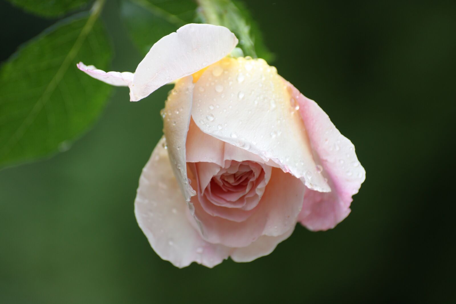 Canon EOS 450D (EOS Rebel XSi / EOS Kiss X2) sample photo. Rose, pink, petal photography