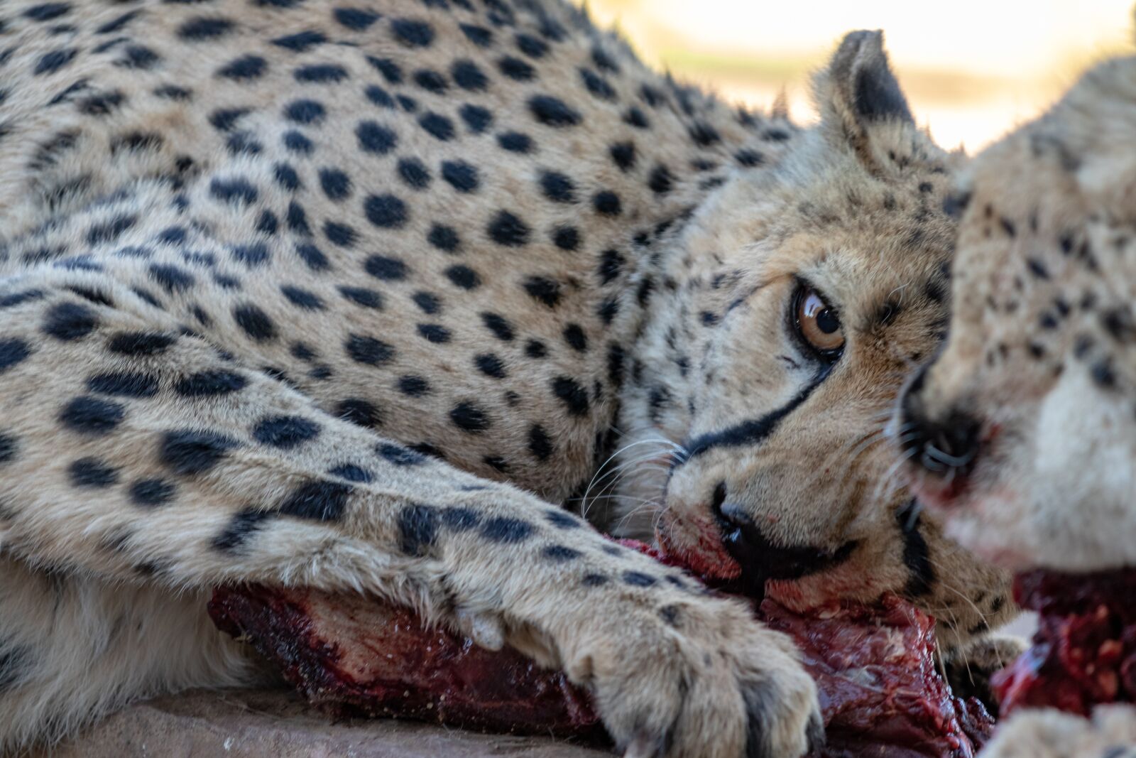 Canon EF 70-200mm F4L IS II USM sample photo. Cheetah, wildlife, meat photography