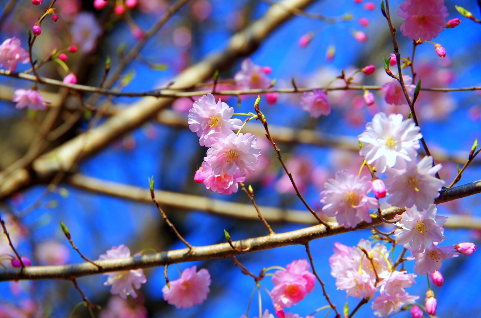 Pentax K-30 sample photo. Flowers, branch, plant photography