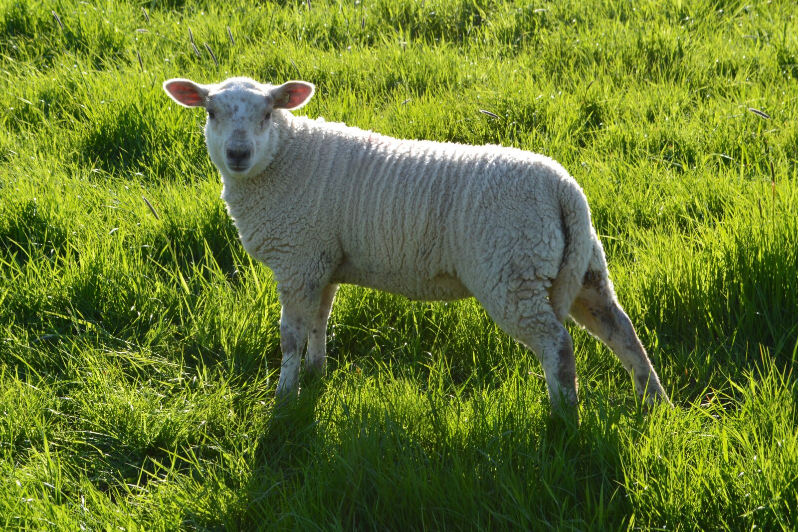 Nikon D5200 sample photo. Farm, grass, agriculture photography
