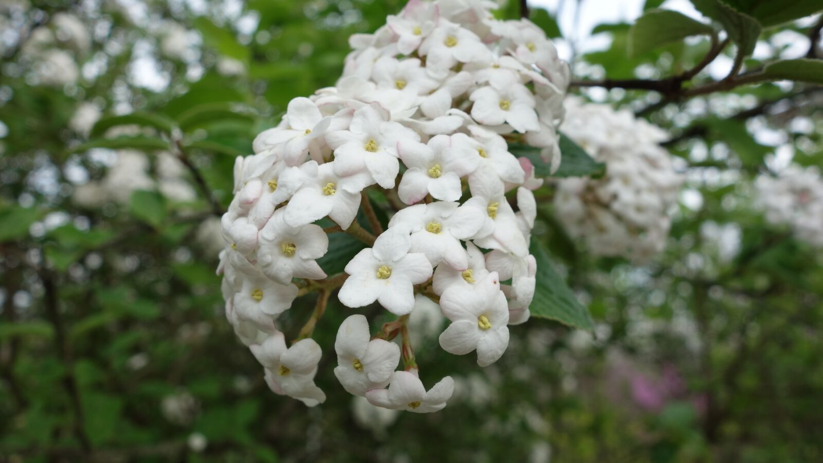 Sony Cyber-shot DSC-RX100 sample photo. Flowers, blooming, close photography