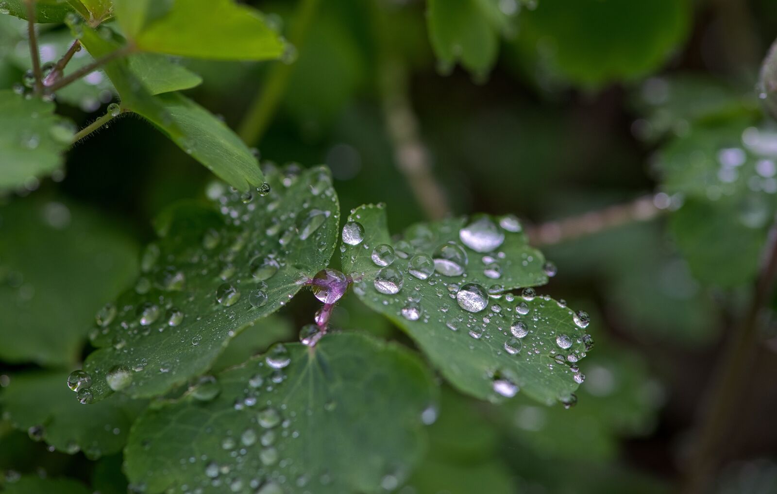 Nikon D800 sample photo. Drops, droplet, water photography