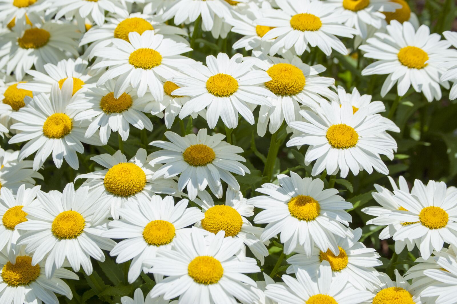 Nikon D40 sample photo. Daisy, flower, white photography