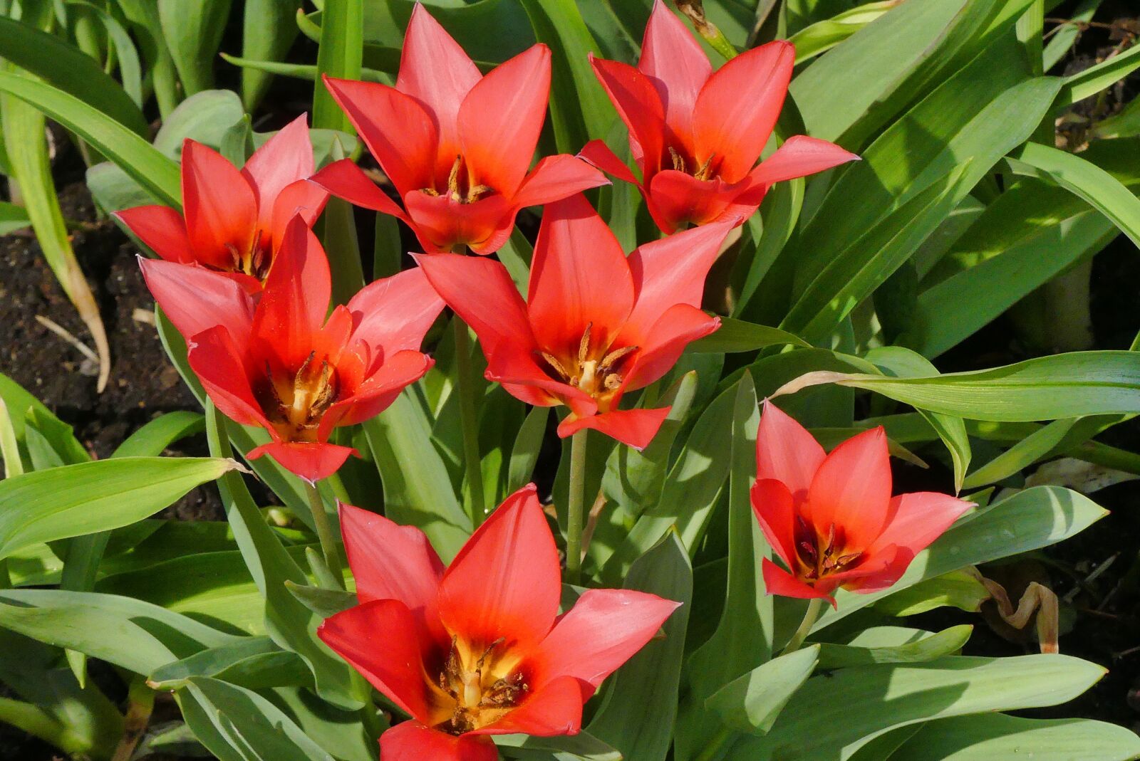 Panasonic Lumix DMC-FZ300 sample photo. Spring, flowers, red photography