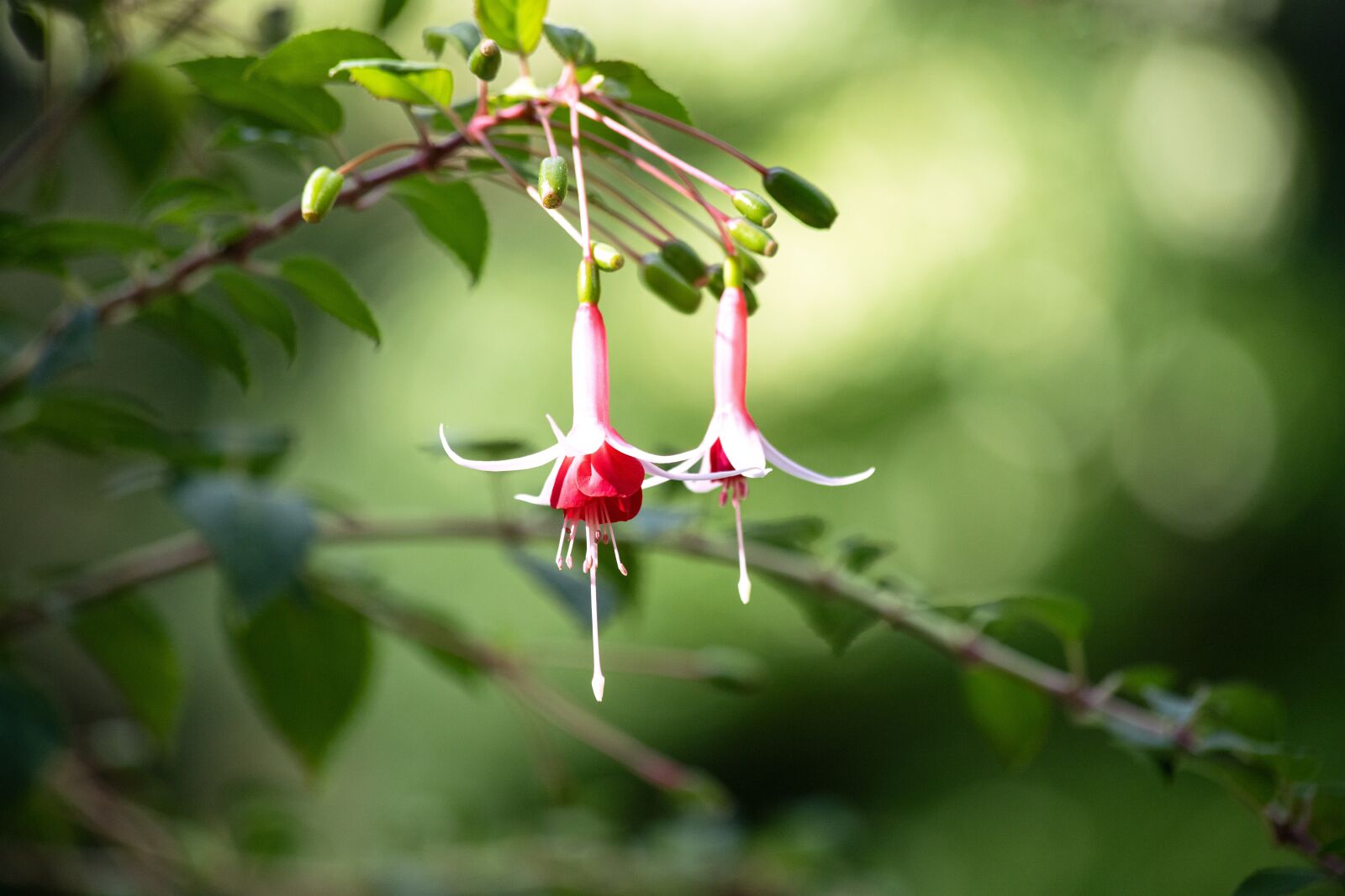 Canon EF 70-300mm F4-5.6 IS USM sample photo. Fuchsia, flower, ornamental plant photography