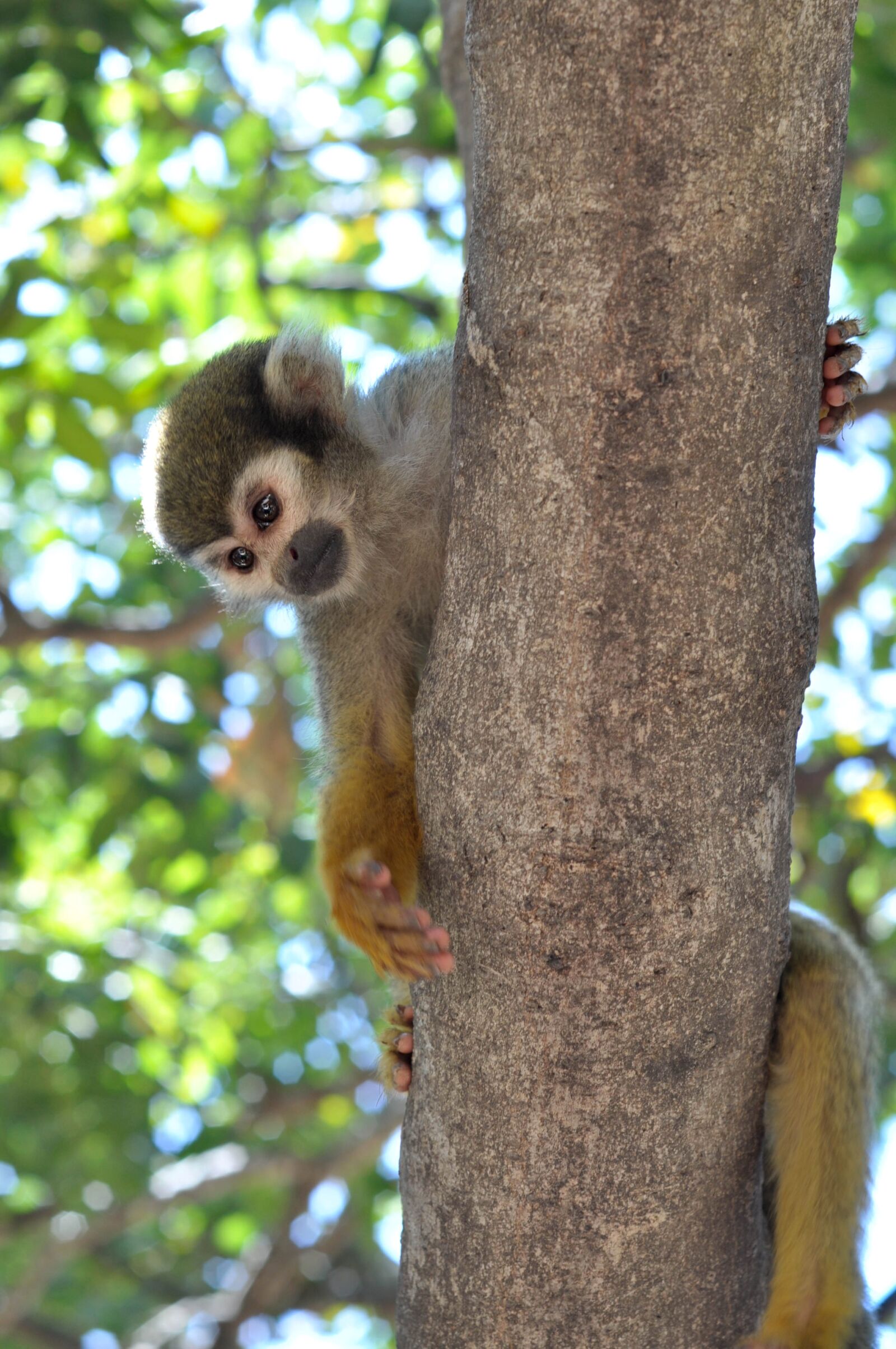 Nikon D5000 sample photo. Monkey, zoo, animal photography