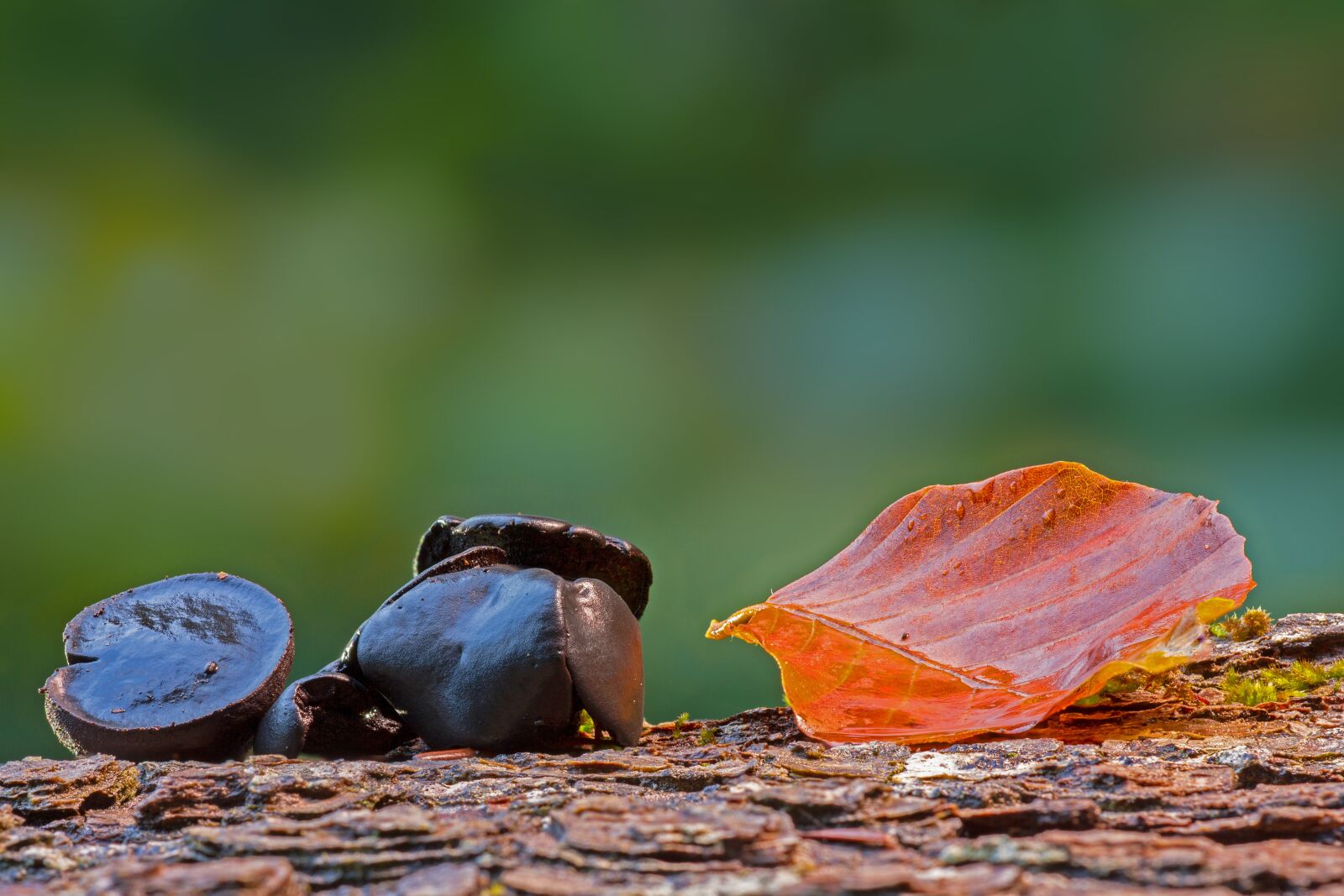 Canon EOS 7D sample photo. Mushroom, forest mushroom, black photography