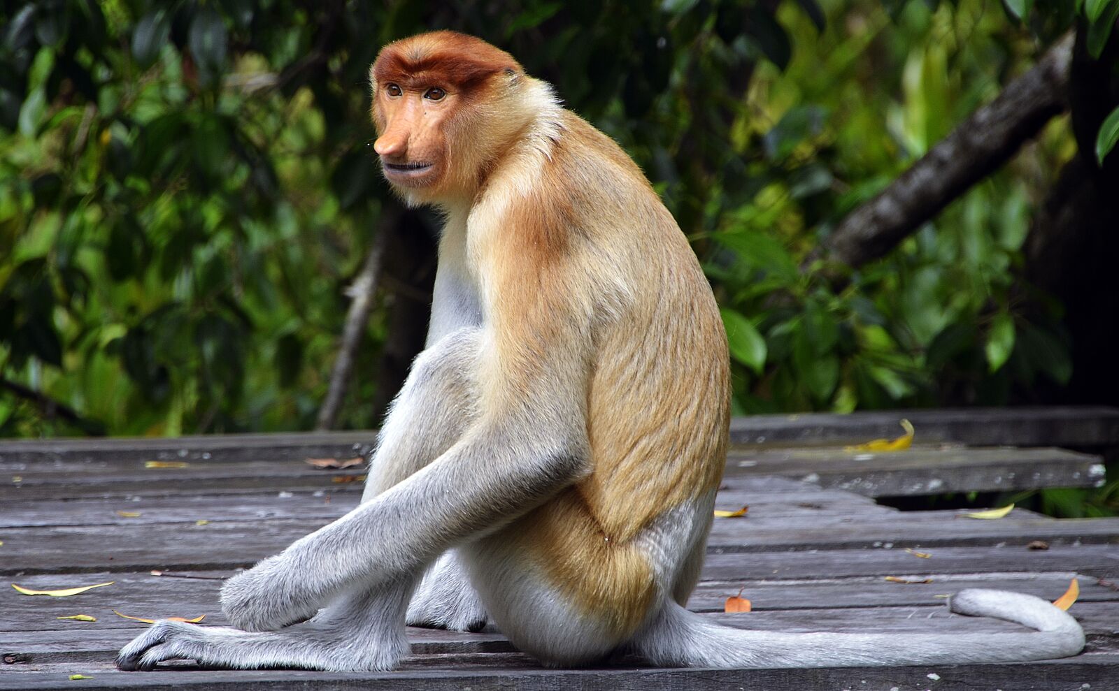 Nikon D5100 sample photo. Proboscis, big, nosed photography
