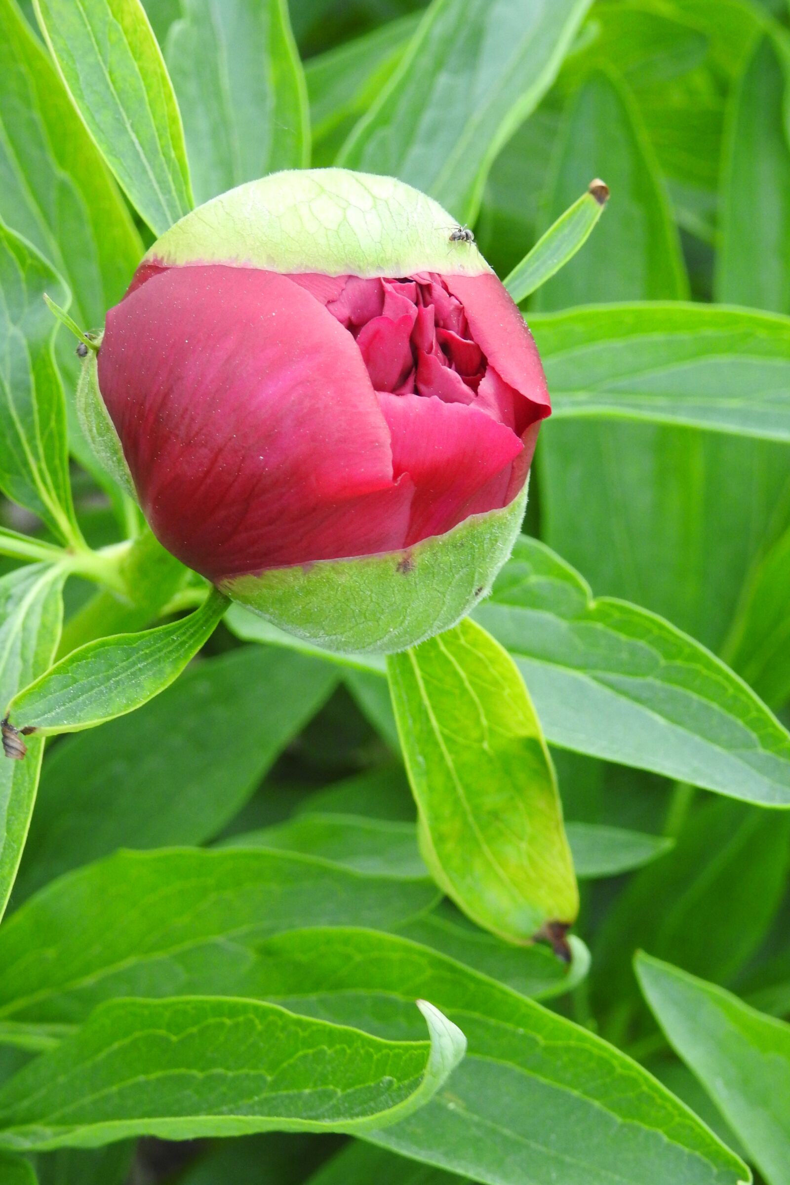 Nikon Coolpix P900 sample photo. Peony, bud, pink photography