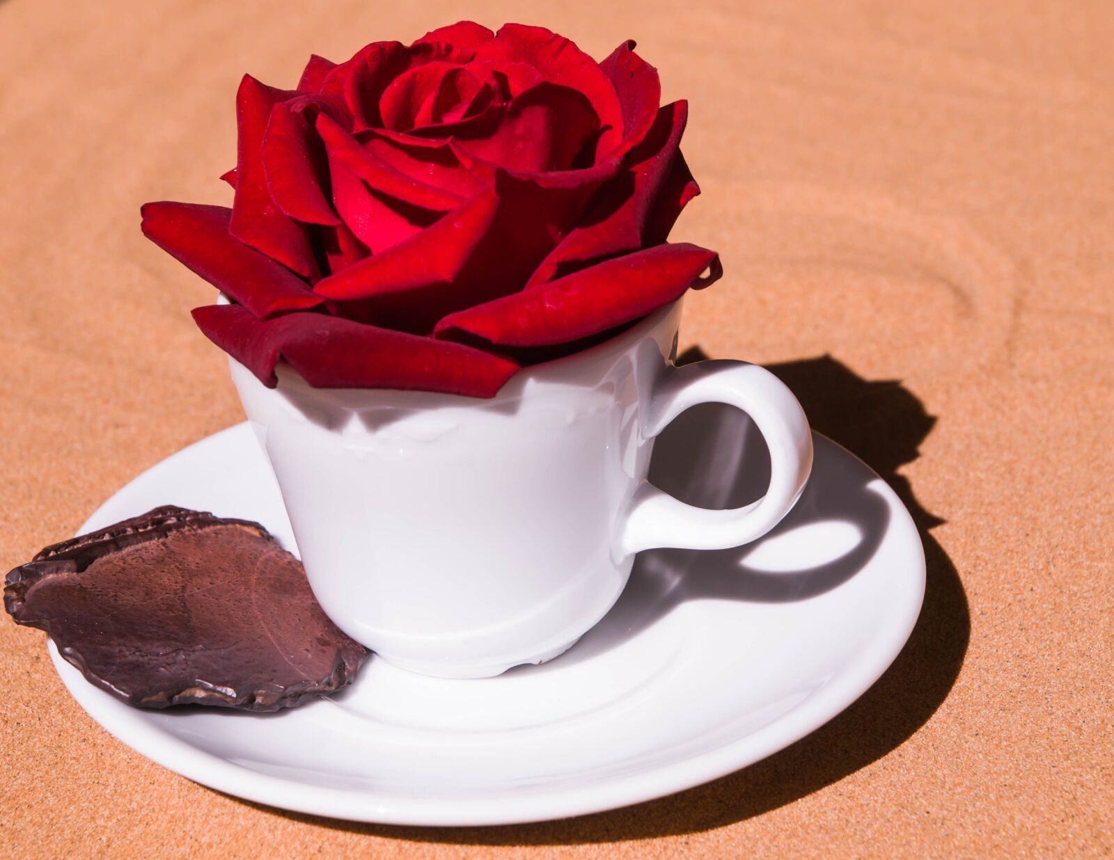Olympus E-3 sample photo. Rose, cup, romantic photography