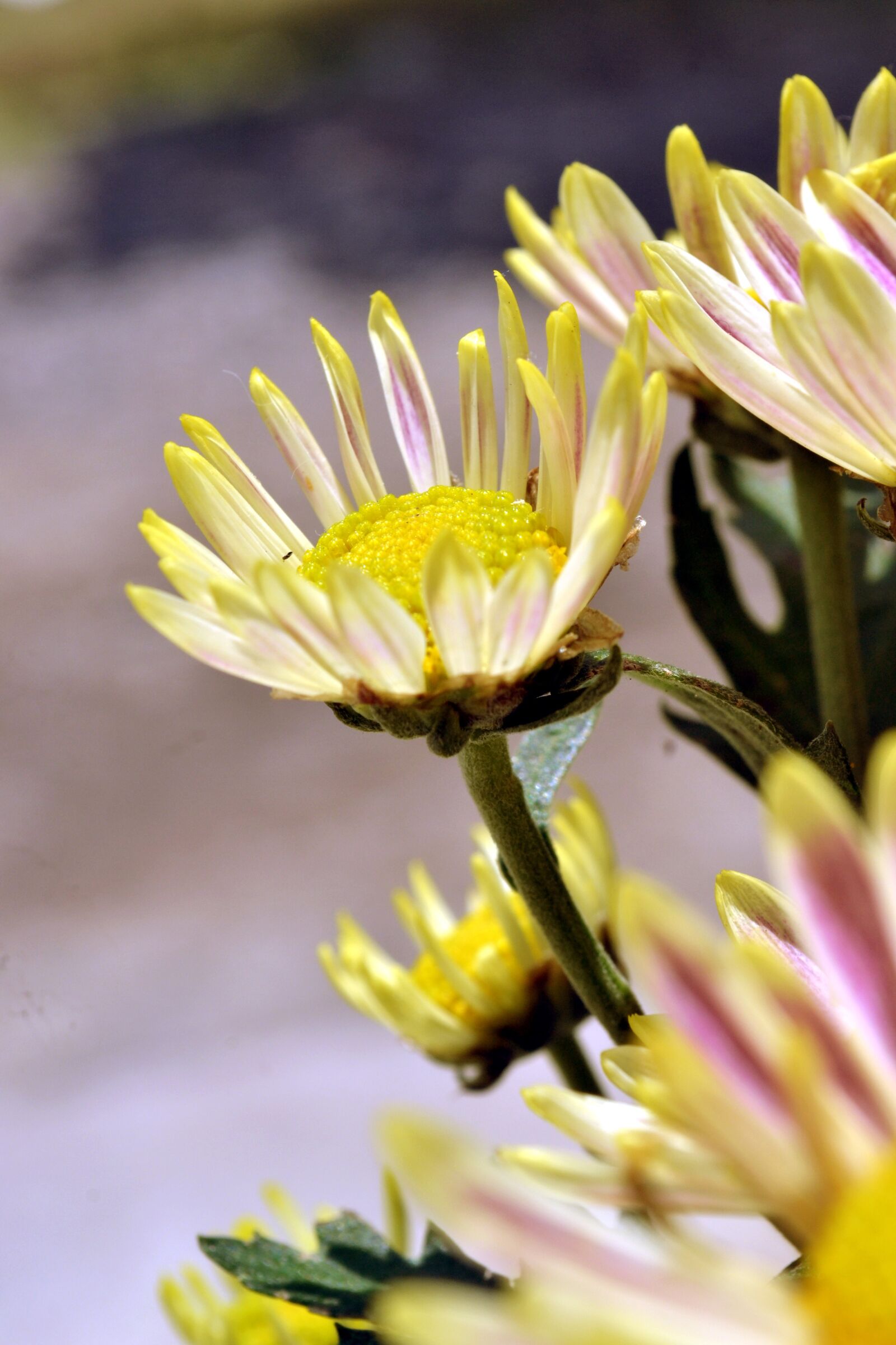 Nikon D3100 sample photo. Flowers, blossom, beautiful photography
