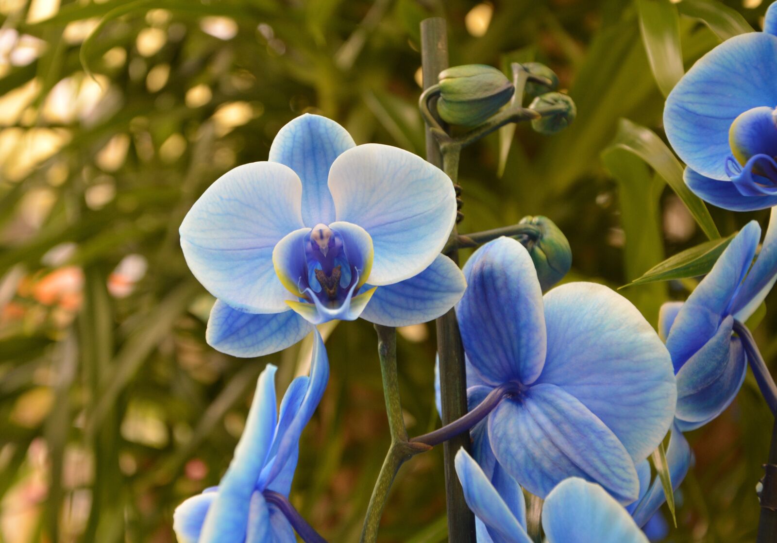 Nikon D5200 sample photo. Orchid blue, flower, plant photography