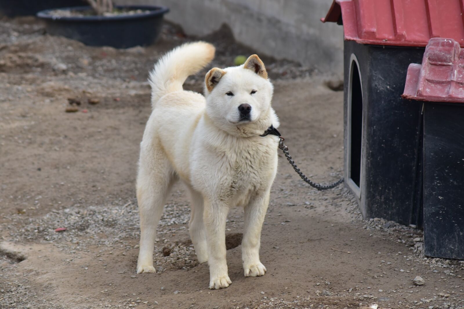 Nikon D750 sample photo. Korean jindo dog, one photography