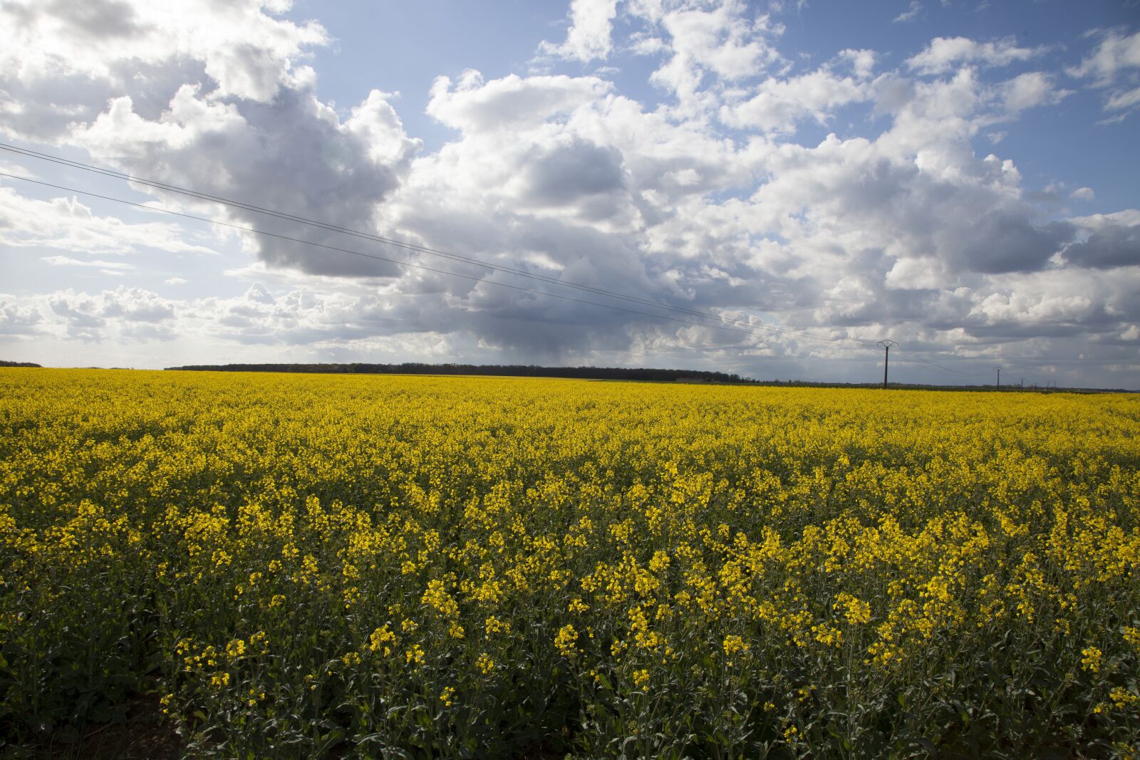 Canon EOS 5D Mark II sample photo. Landscape, sky, flowers photography
