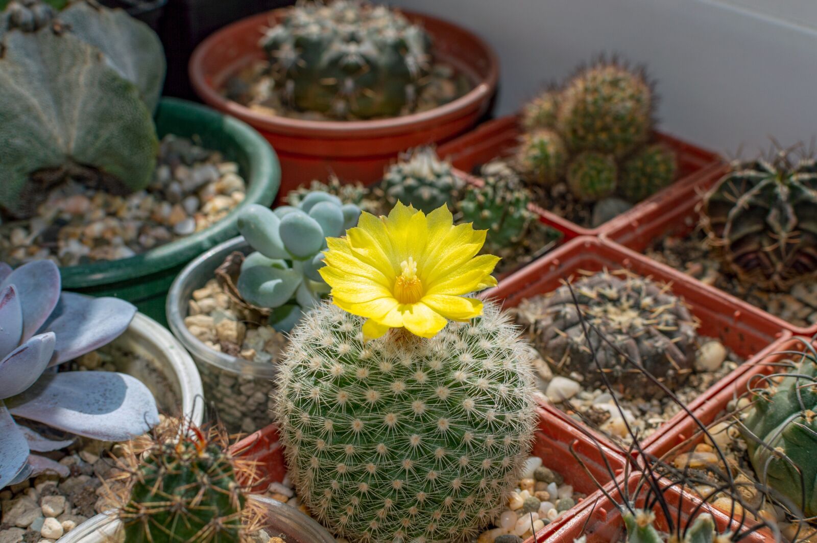 Nikon D3200 sample photo. Cactus, flower, parodia formosa photography