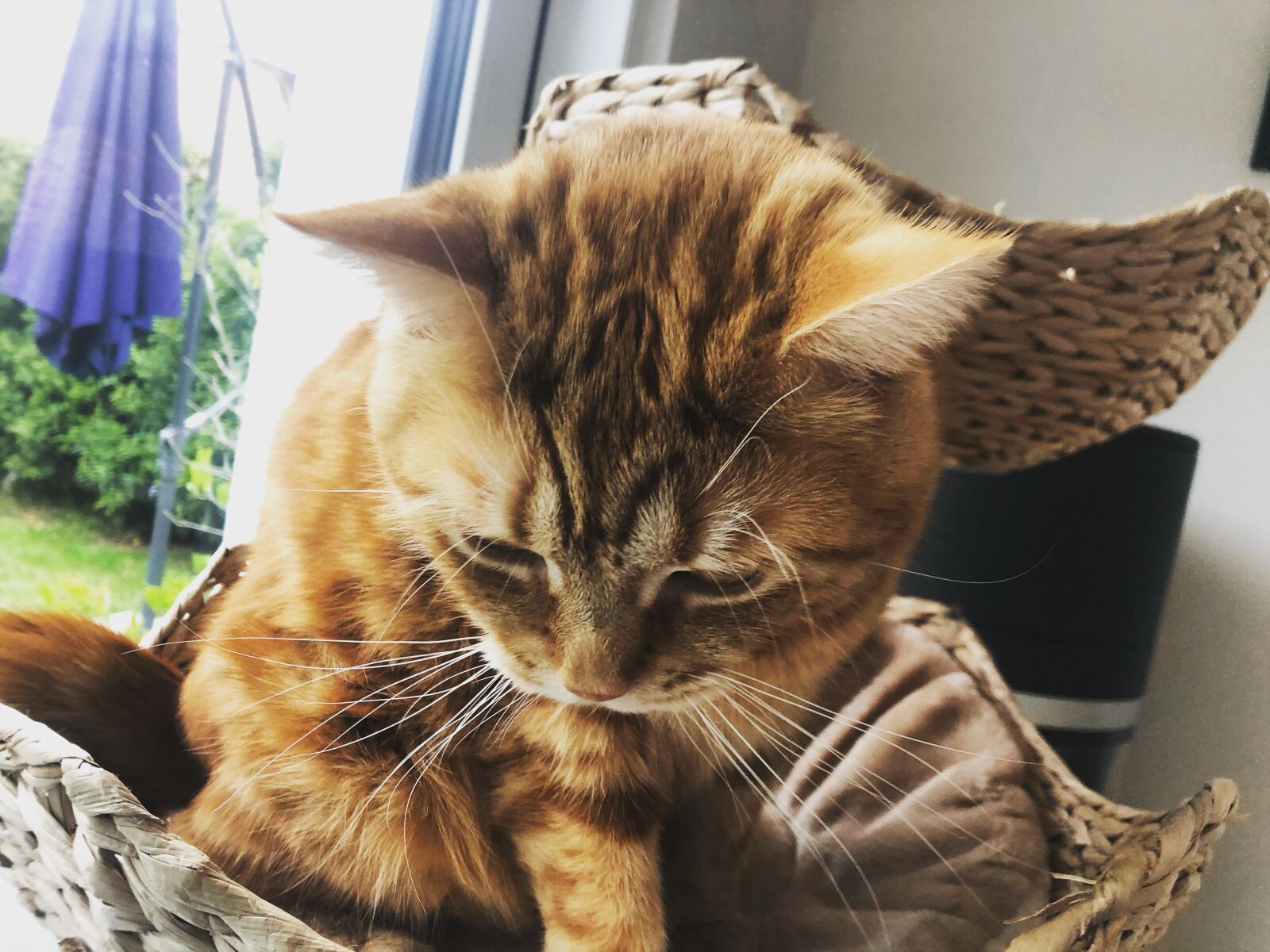 iPhone 8 back camera 3.99mm f/1.8 sample photo. Katze, kätzchen, gustaf photography