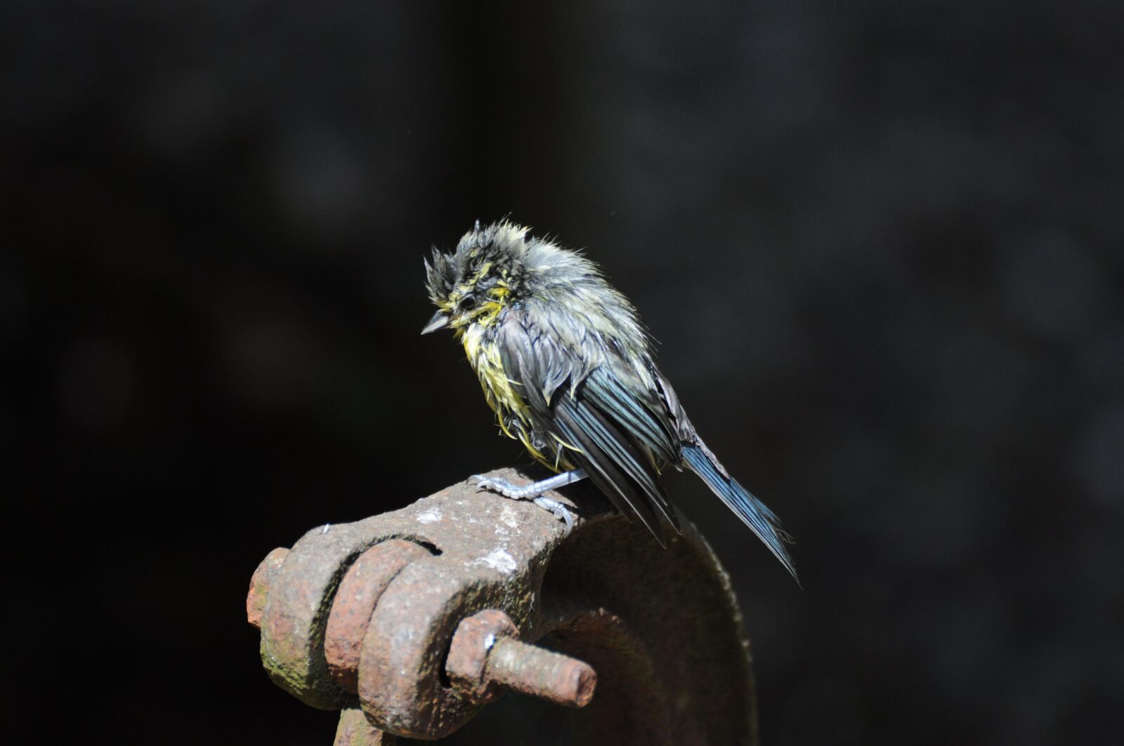 Nikon D5000 sample photo. Tit, garden, blue tit photography