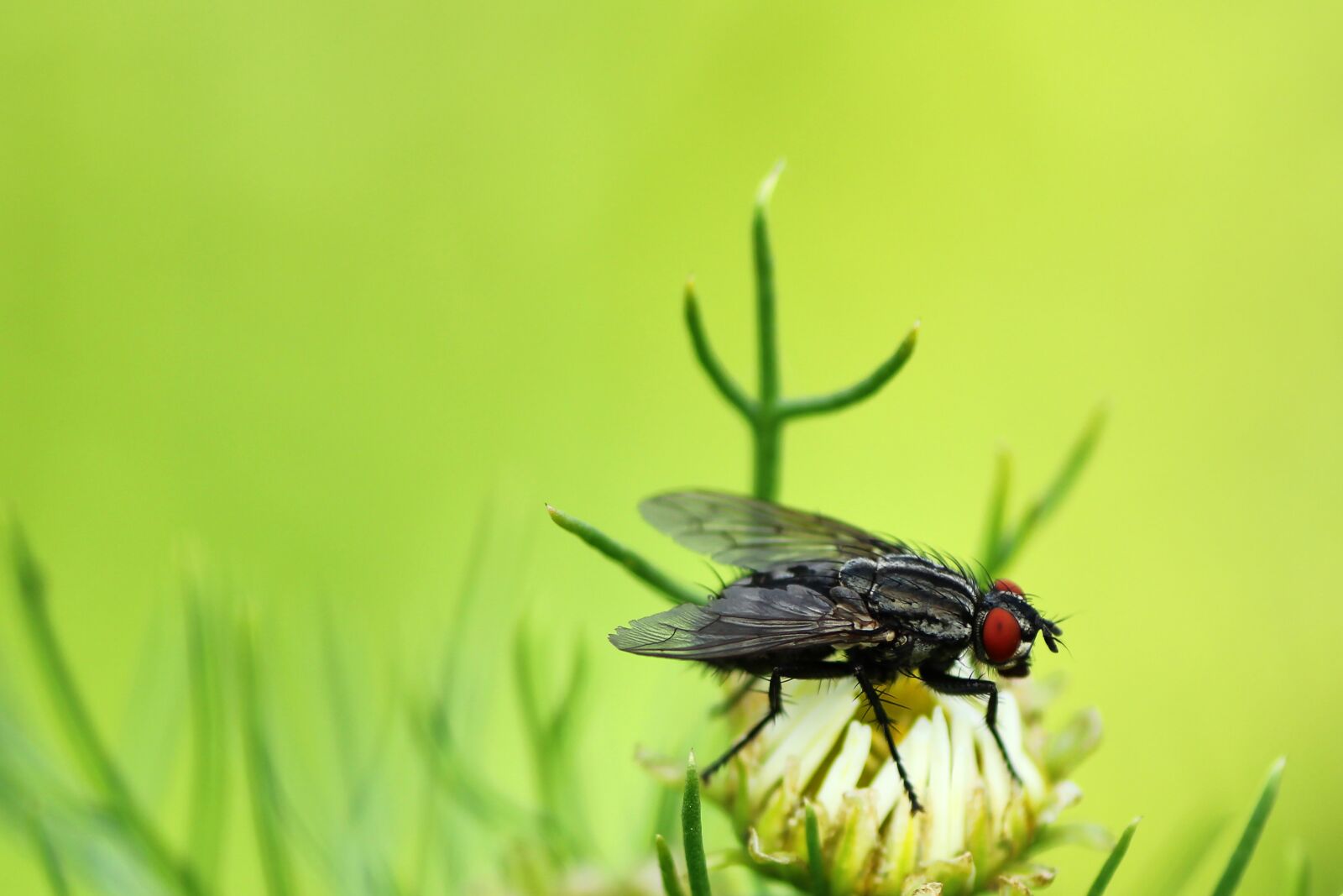 Tamron SP 90mm F2.8 Di VC USD 1:1 Macro sample photo. Fly, insect, nature photography