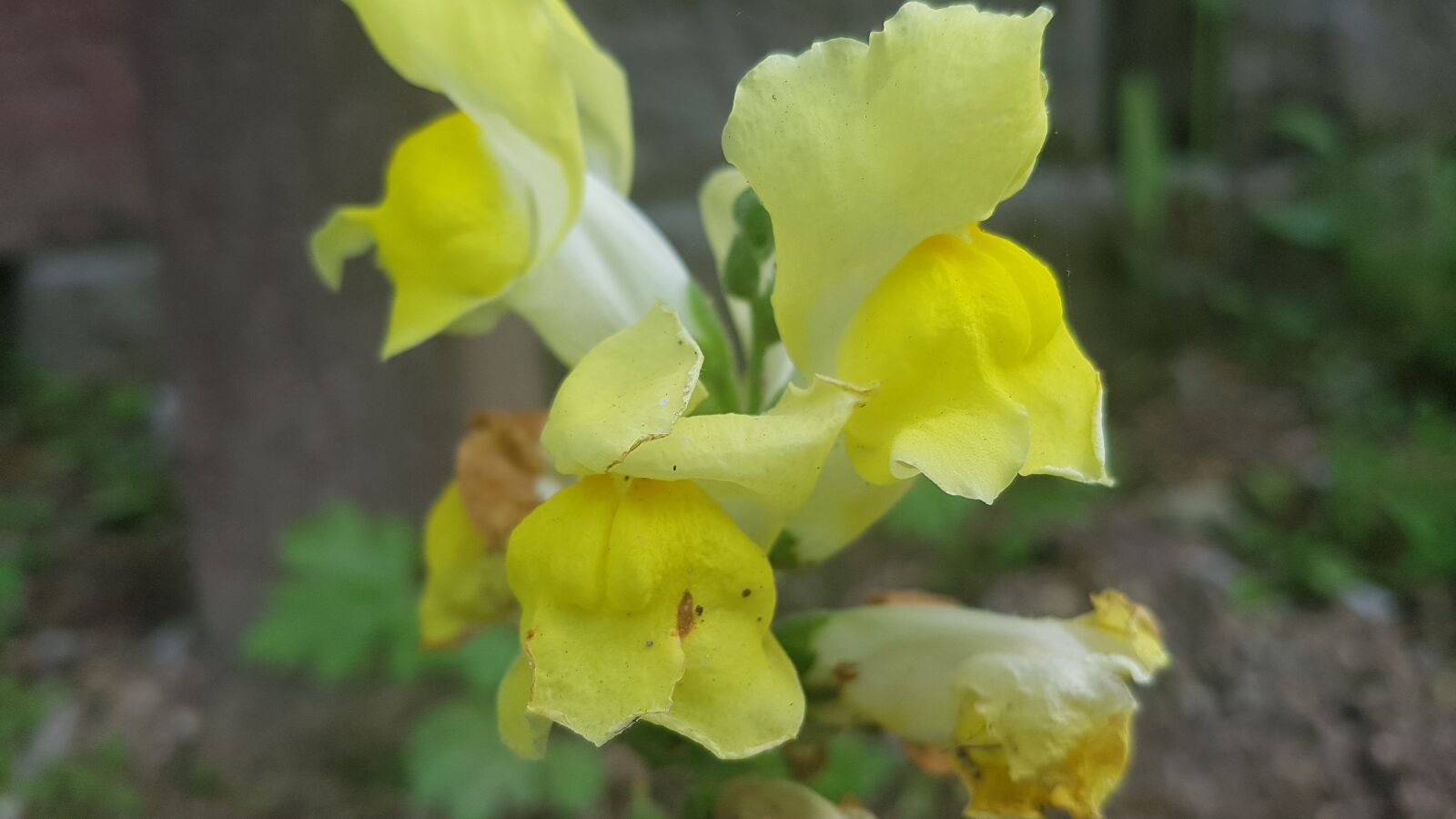 Samsung Galaxy S7 sample photo. Yellow flower, flower, yellow photography