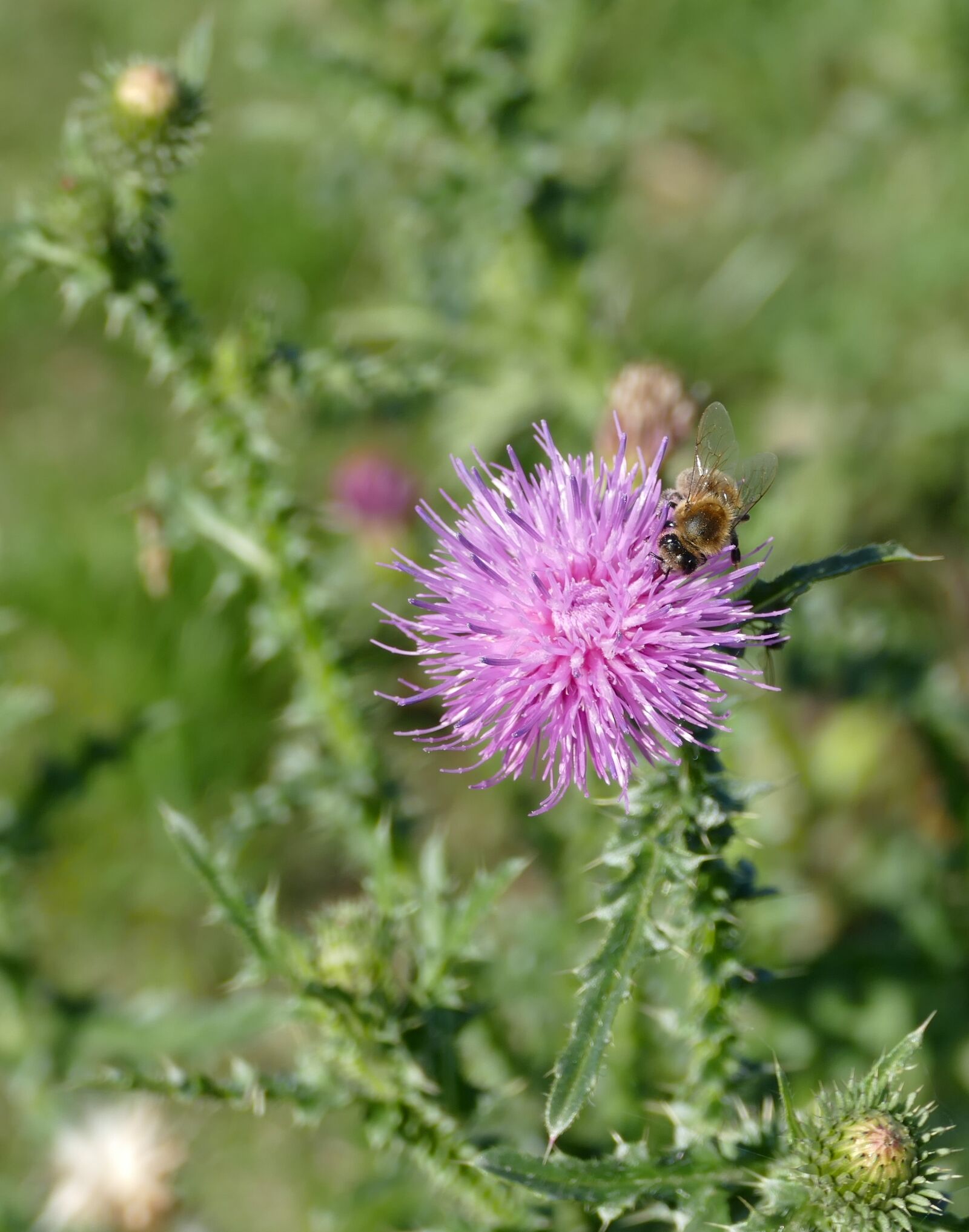 Panasonic Lumix DMC-FZ1000 sample photo. Thistle, bee, flower photography