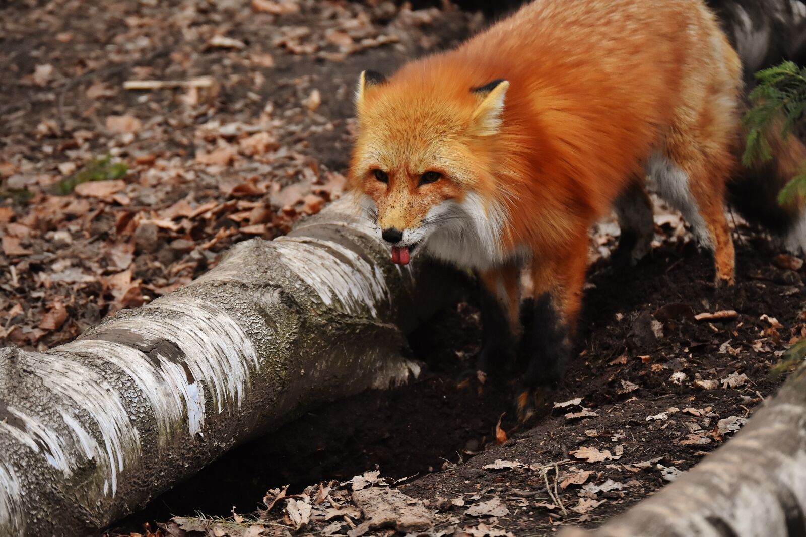 Nikon D7200 sample photo. Fuchs, dig a hole photography