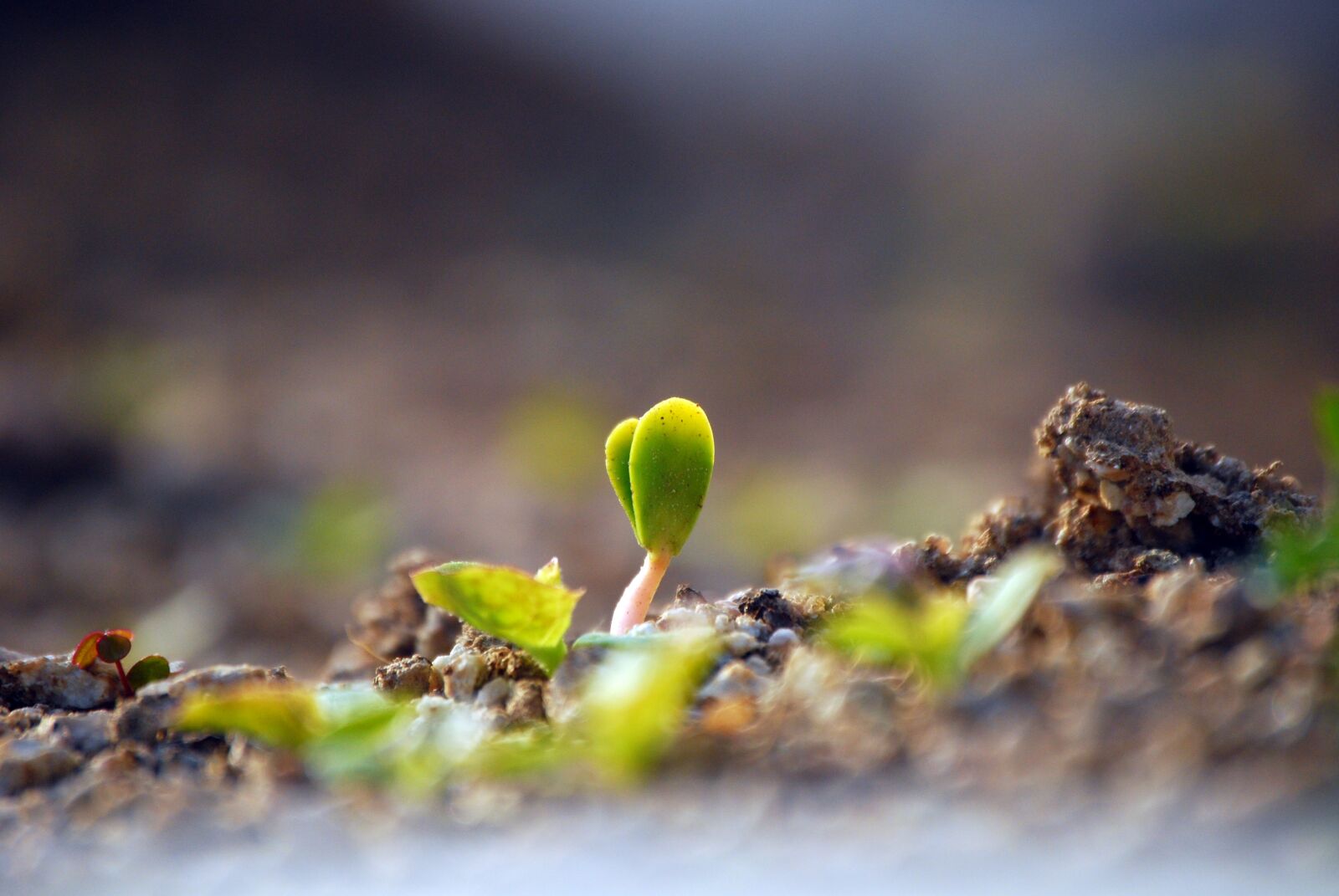 Nikon D60 sample photo. Bud, spring, cotyledon photography