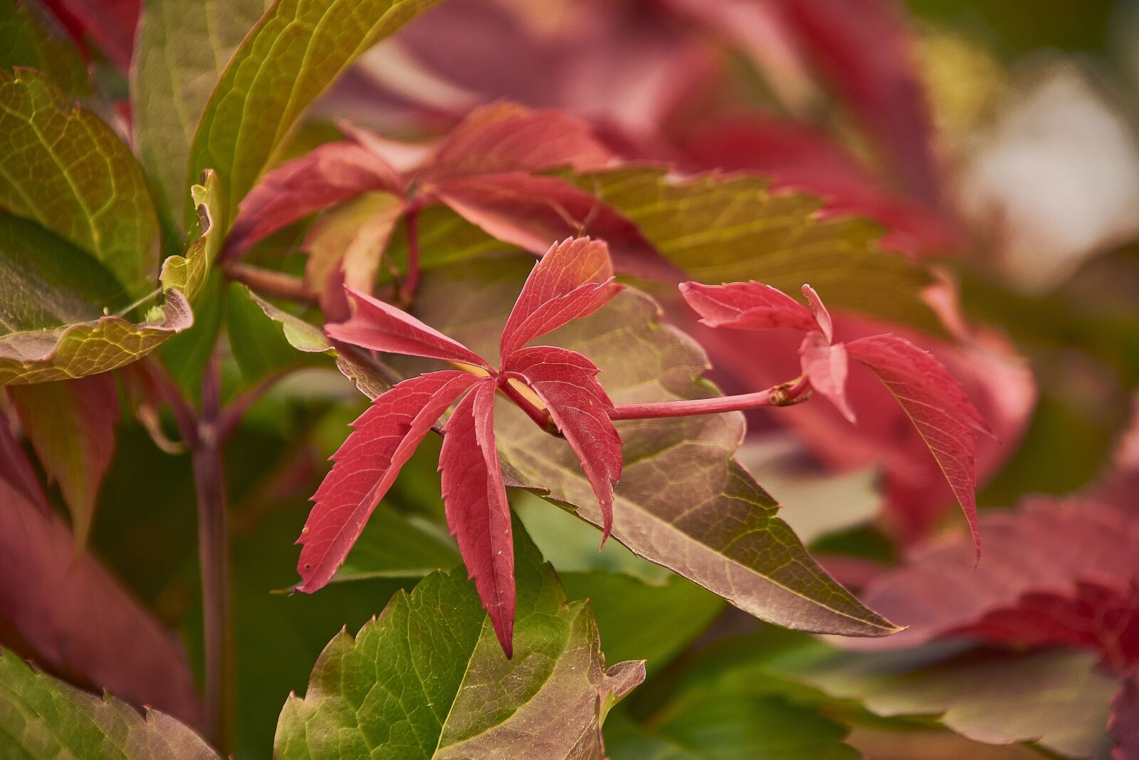 Nikon D7200 sample photo. Autumn, red, forest photography