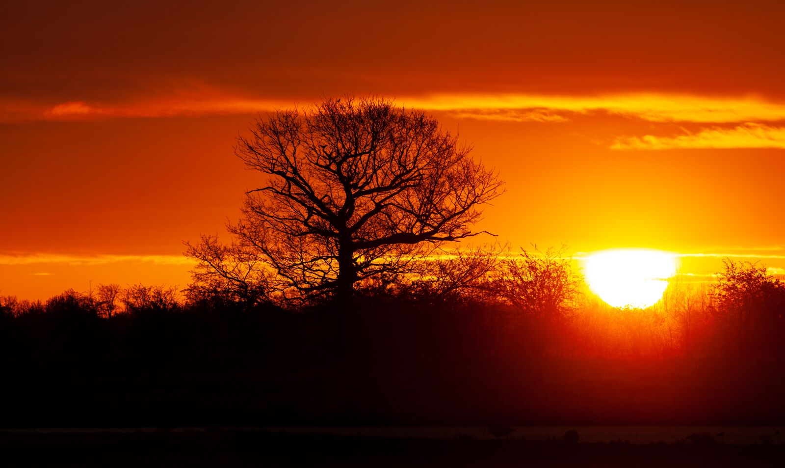 Canon EOS 5D Mark II sample photo. Sunrise, water, tree photography