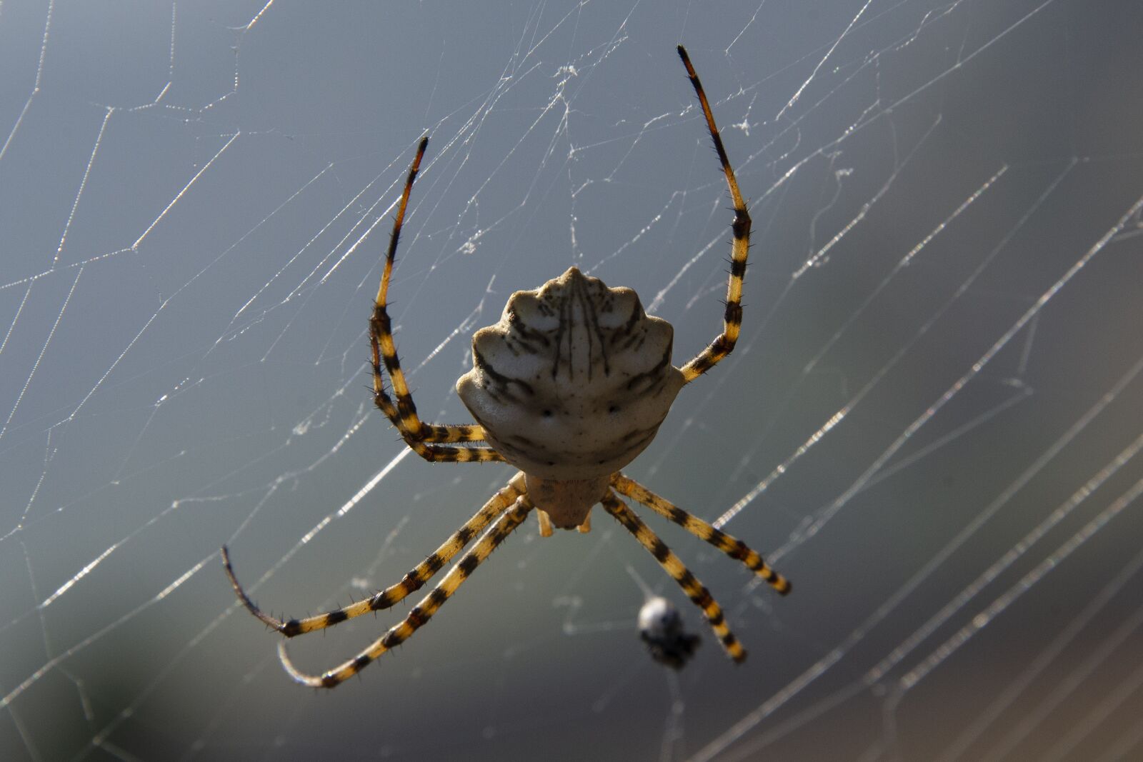 Nikon D600 sample photo. Spider, spider web, nature photography