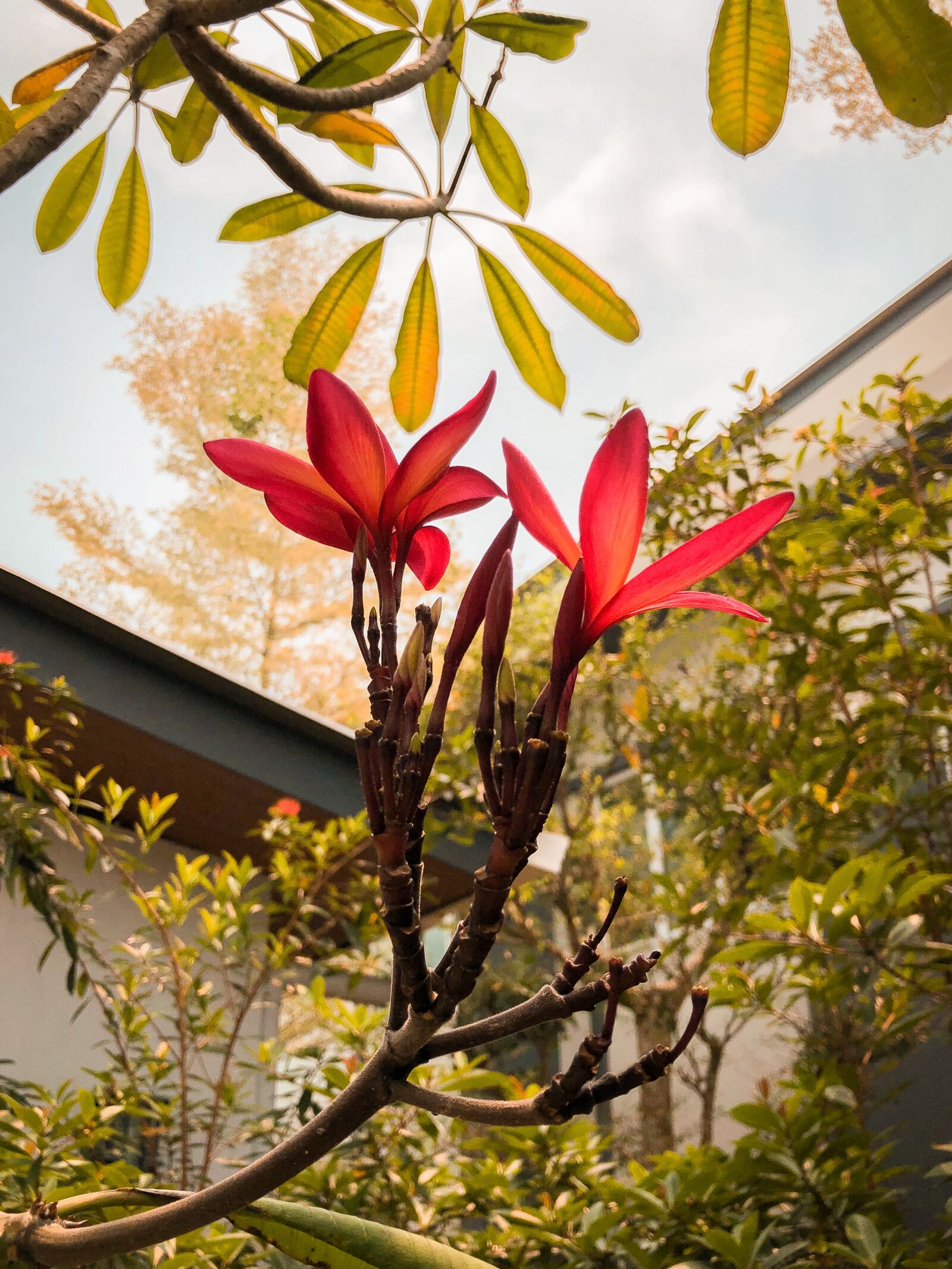 iPhone X back dual camera 4mm f/1.8 sample photo. Flower, tree, nature photography